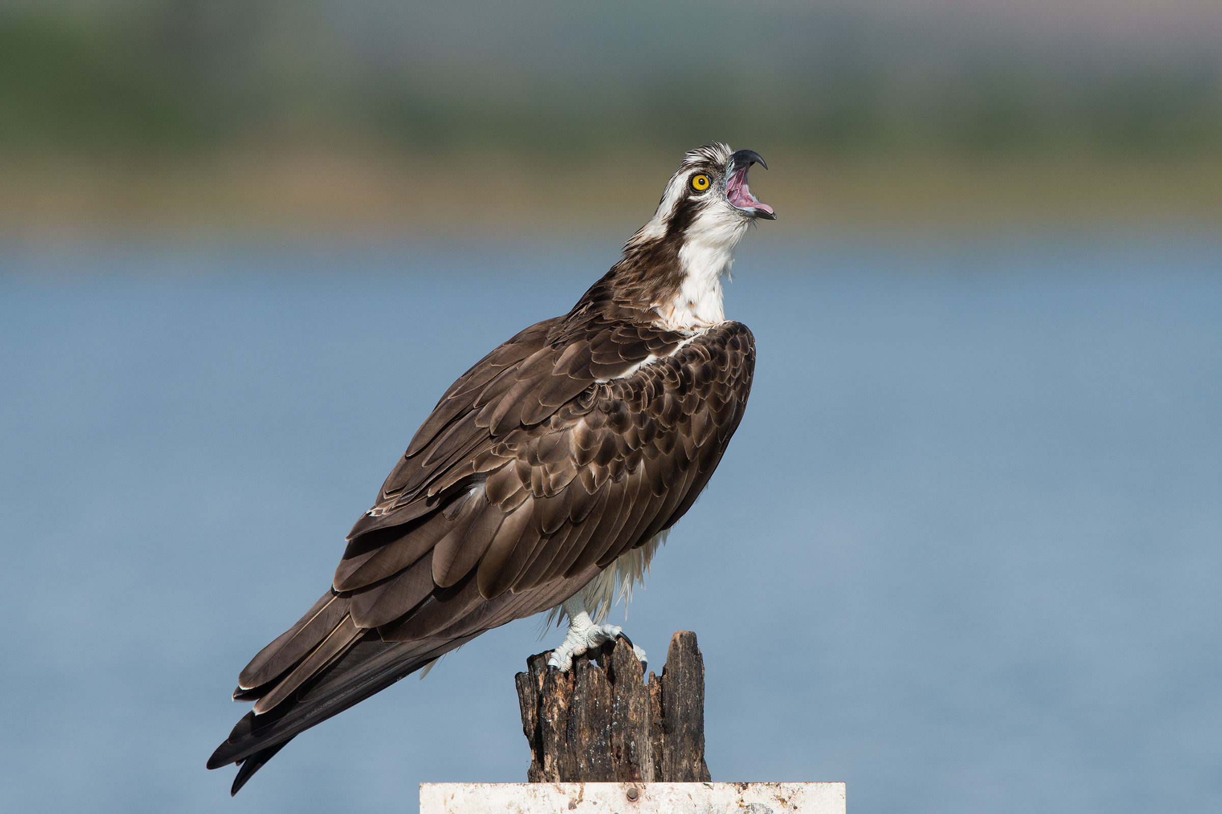 the scream of the fisher