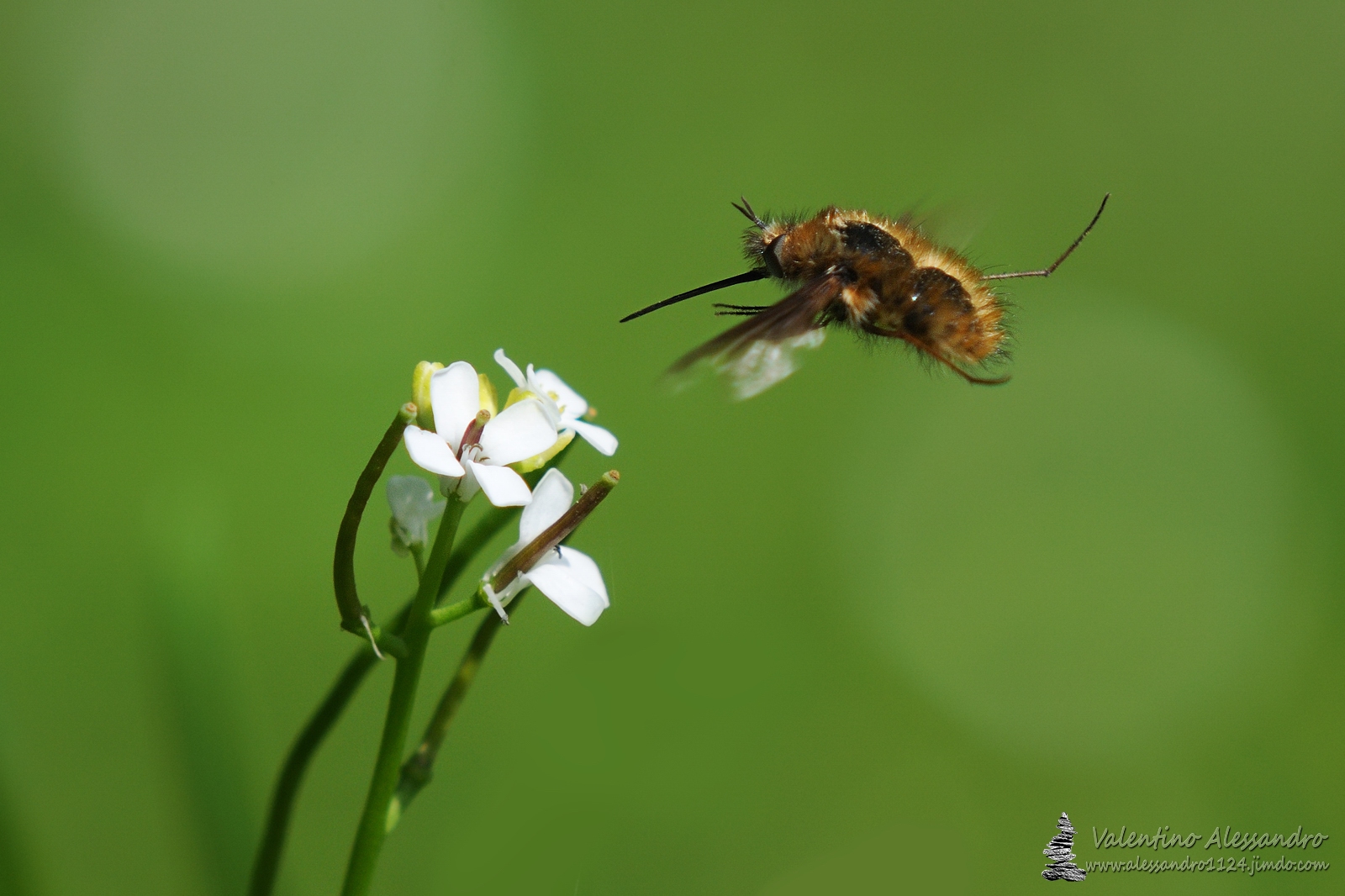 Bombylius Major in volo