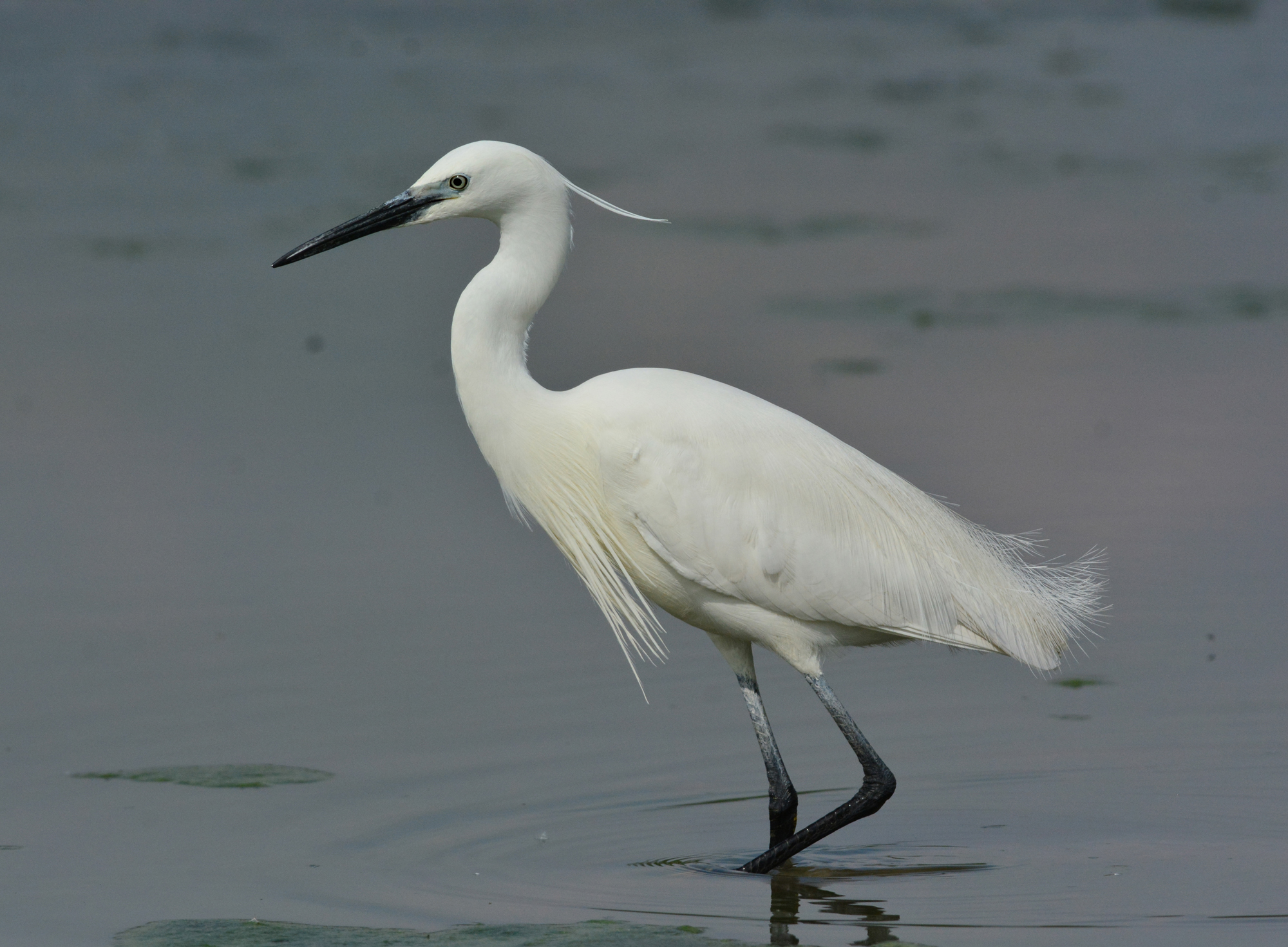 garzetta, elegante ed austera