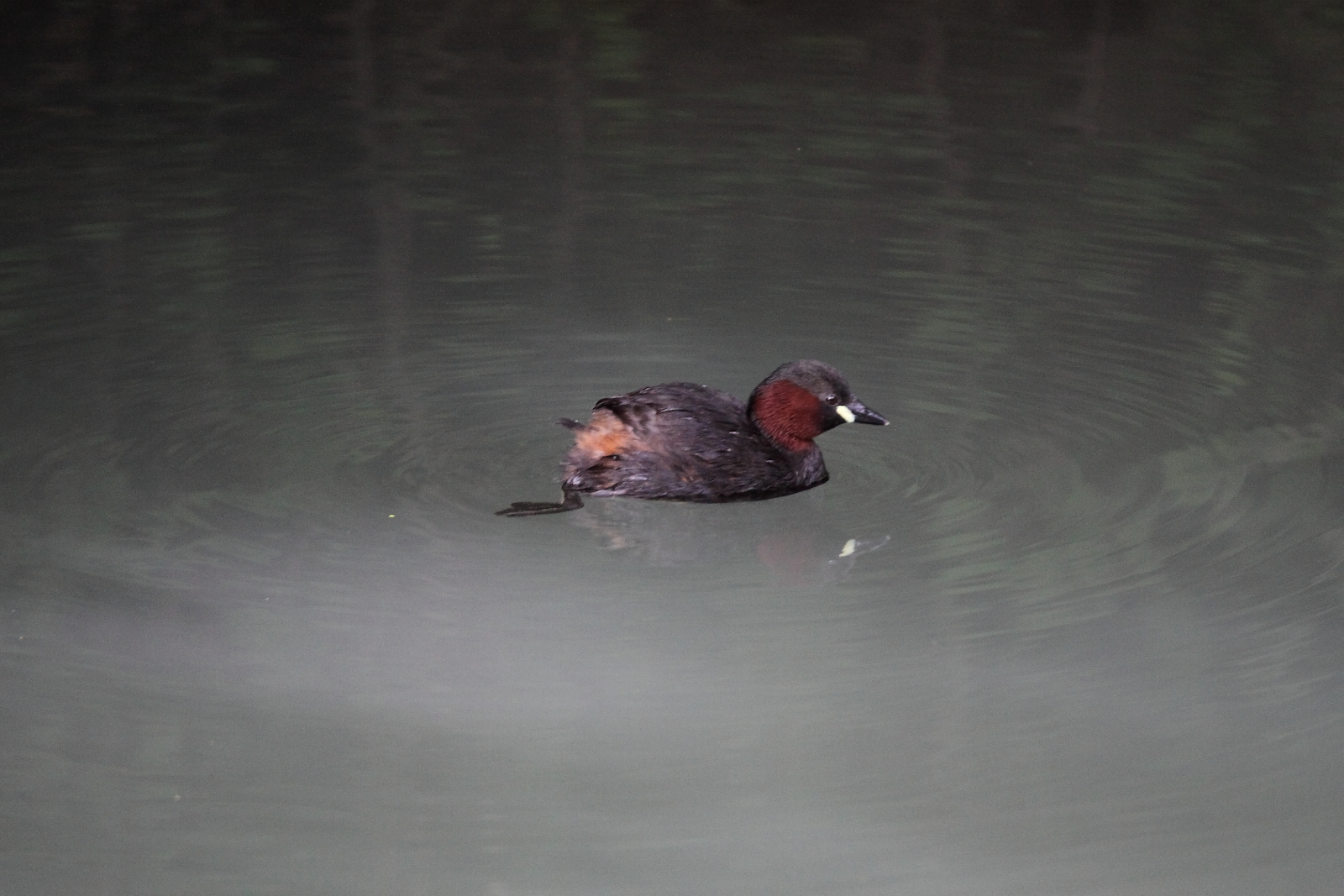 Little Grebe