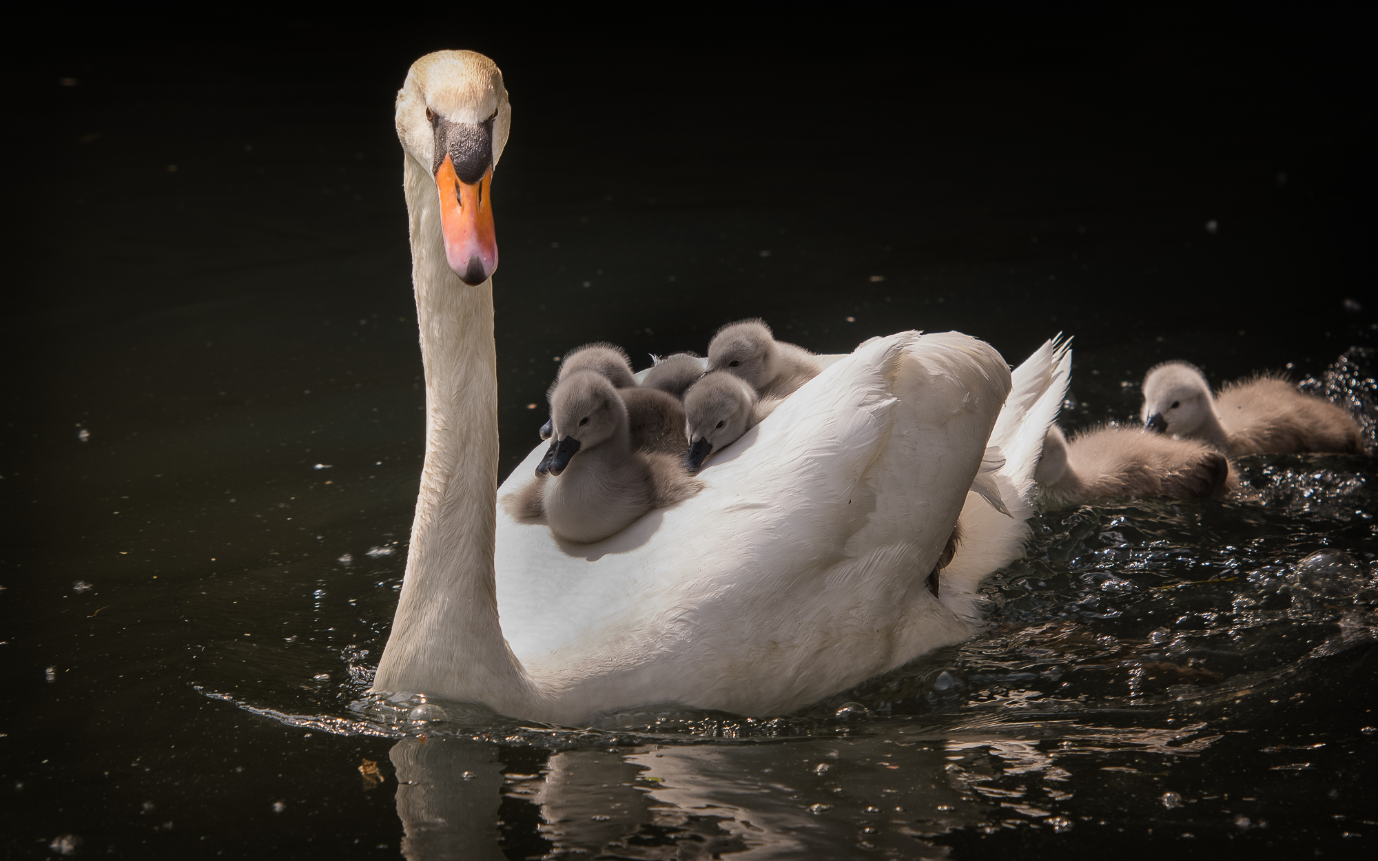 all or almost all on board ....... ....