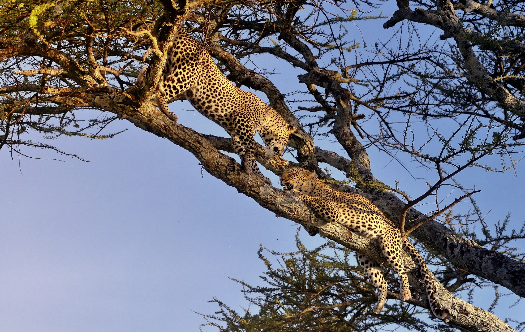 Serengeti - leopardi