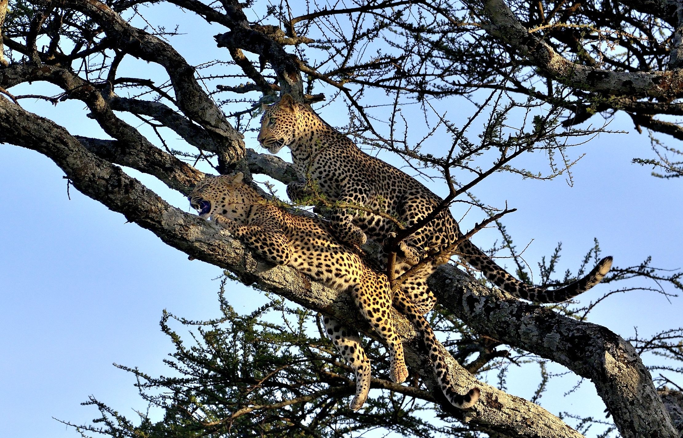 Serengeti - leopardi