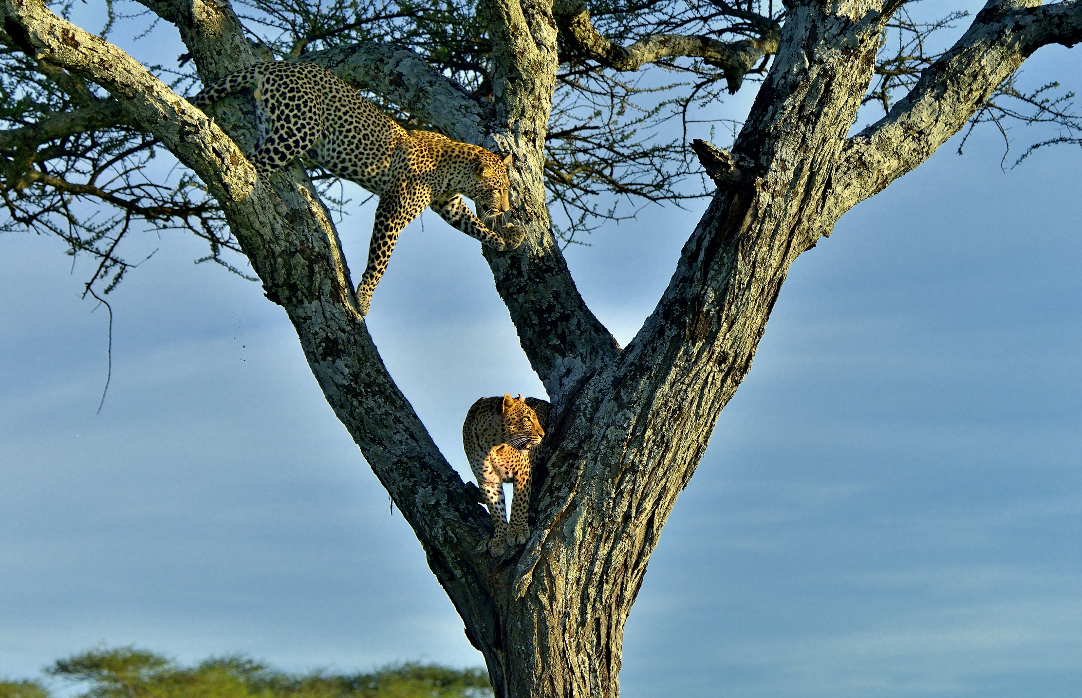 Serengeti - leopardi