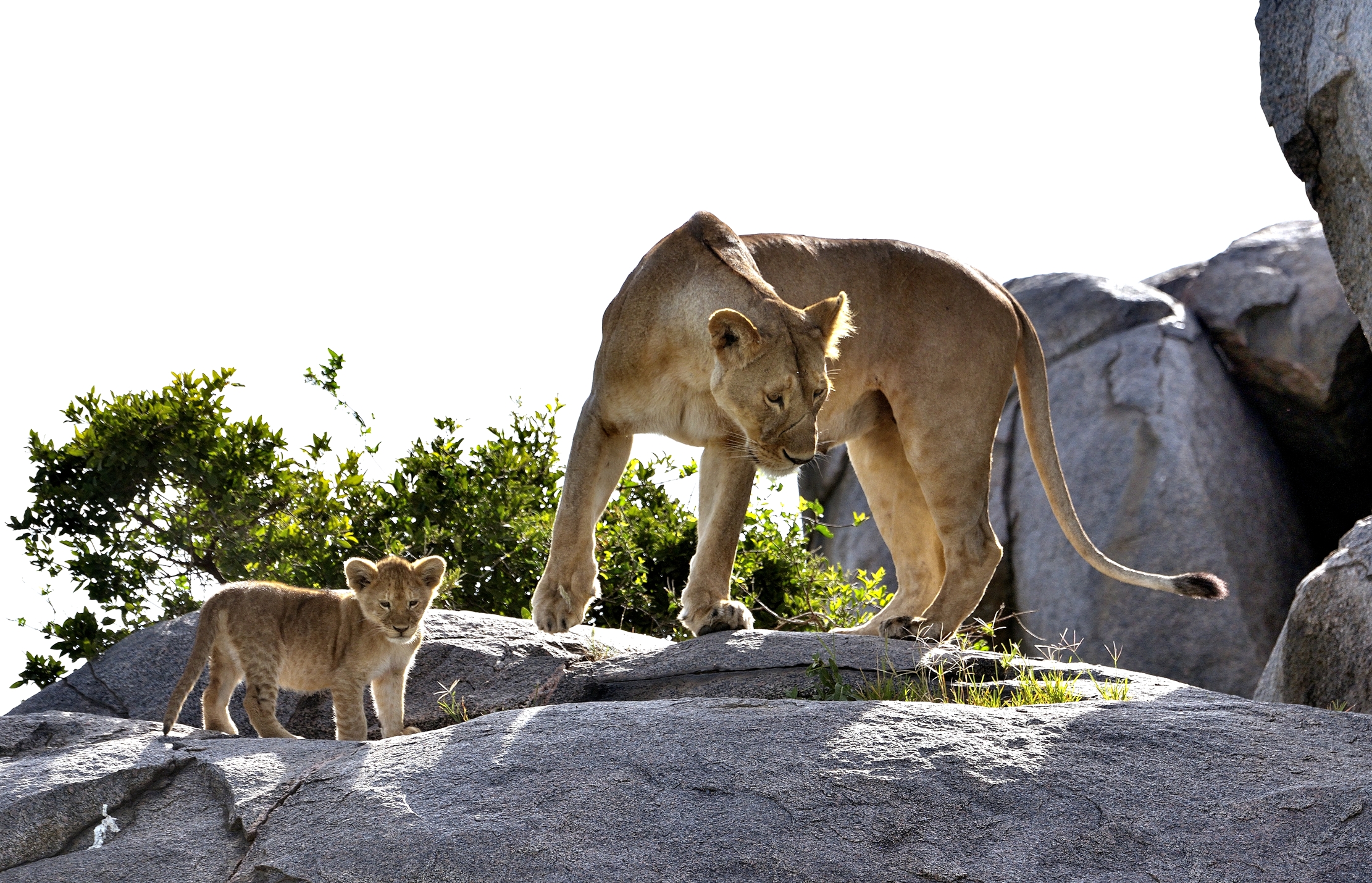Savuti - leonessa con cucciolo