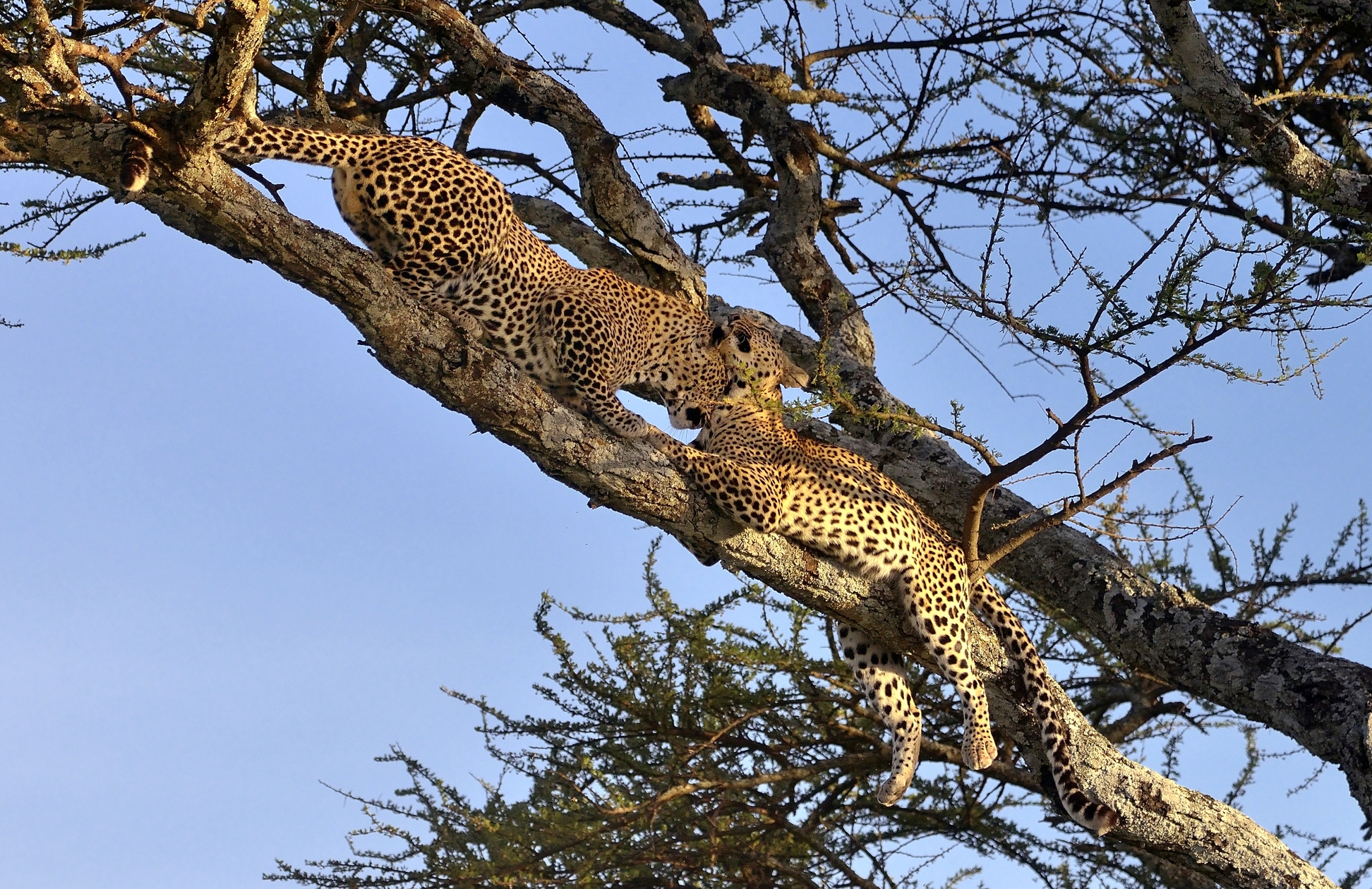 Serengeti - leopardi