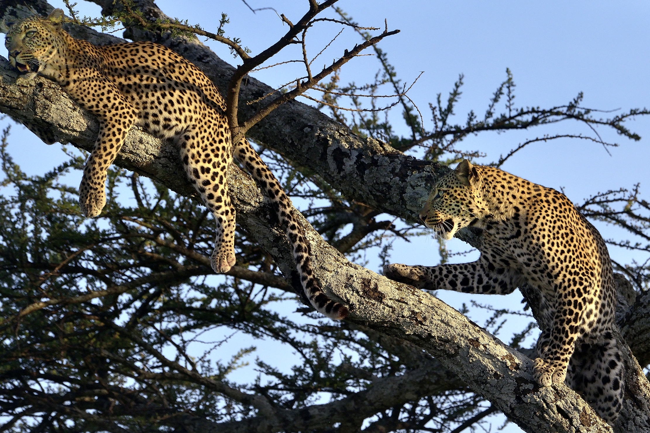 Serengheti - Leopardi