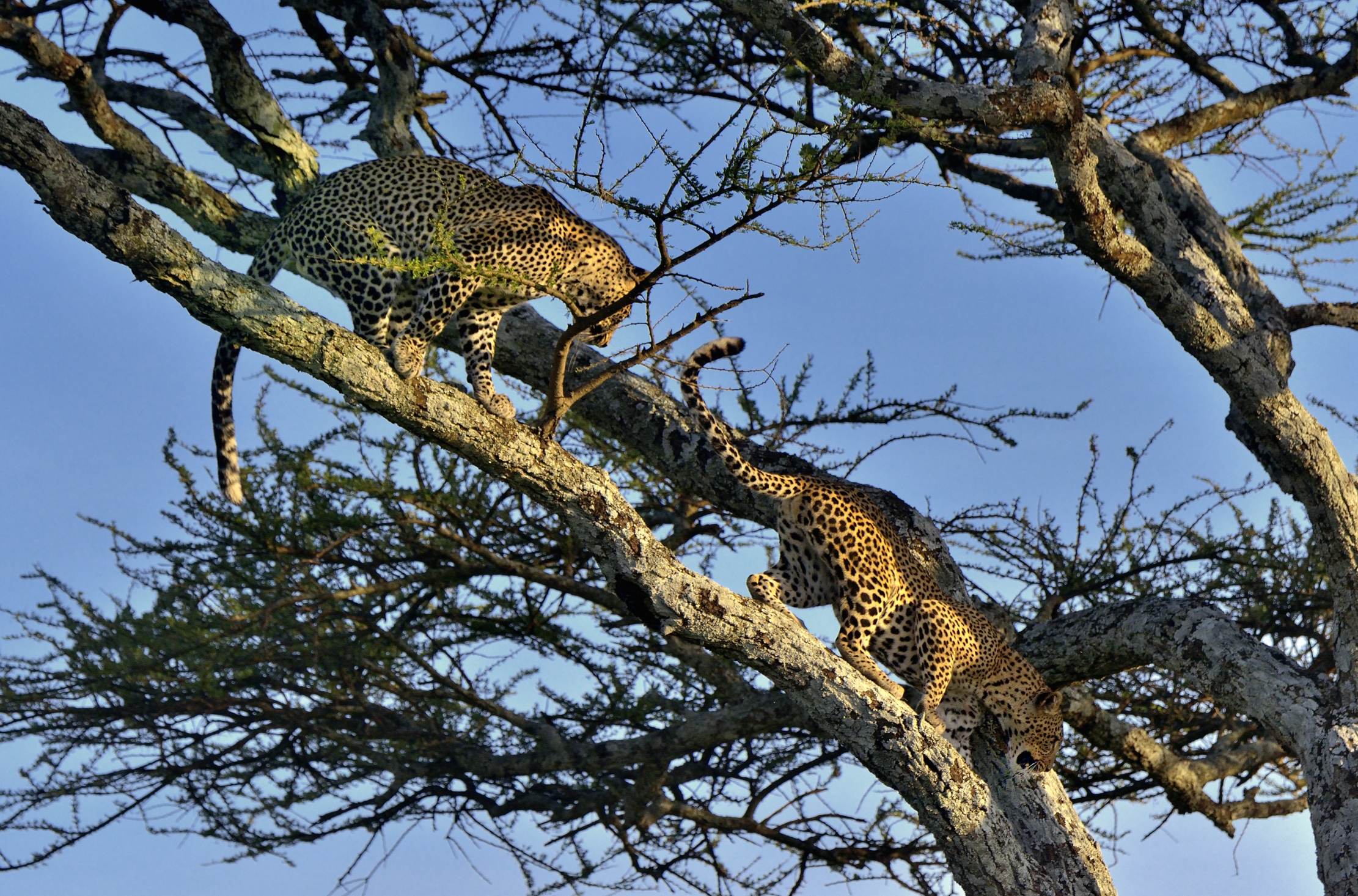 Serengheti - Leopardi