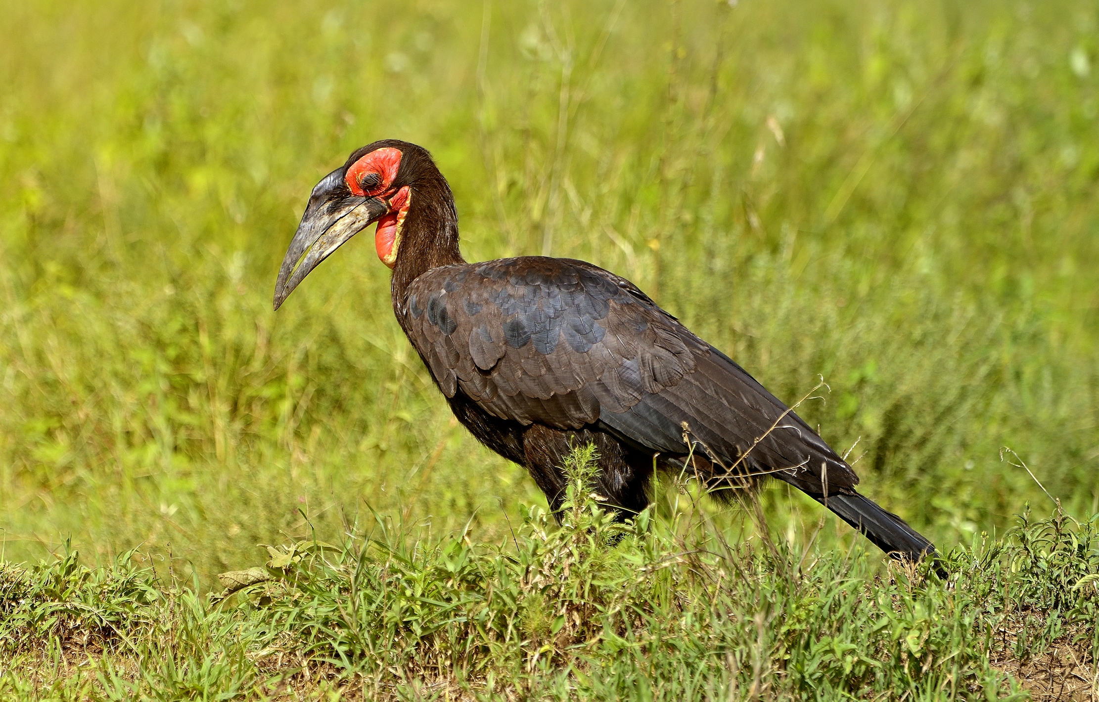 Serengeti - Bucero di terra