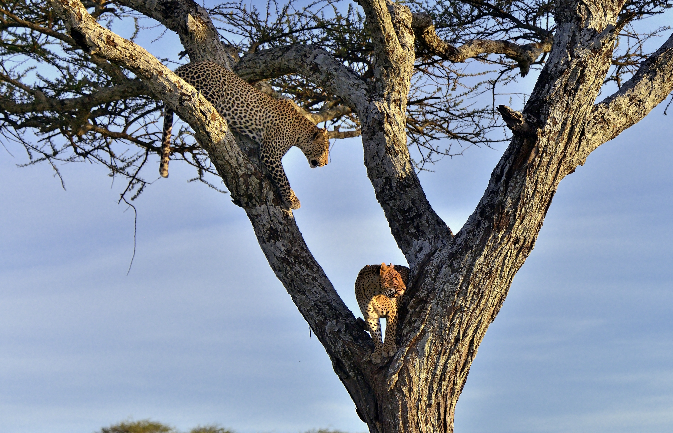 Serengeti - leopardi