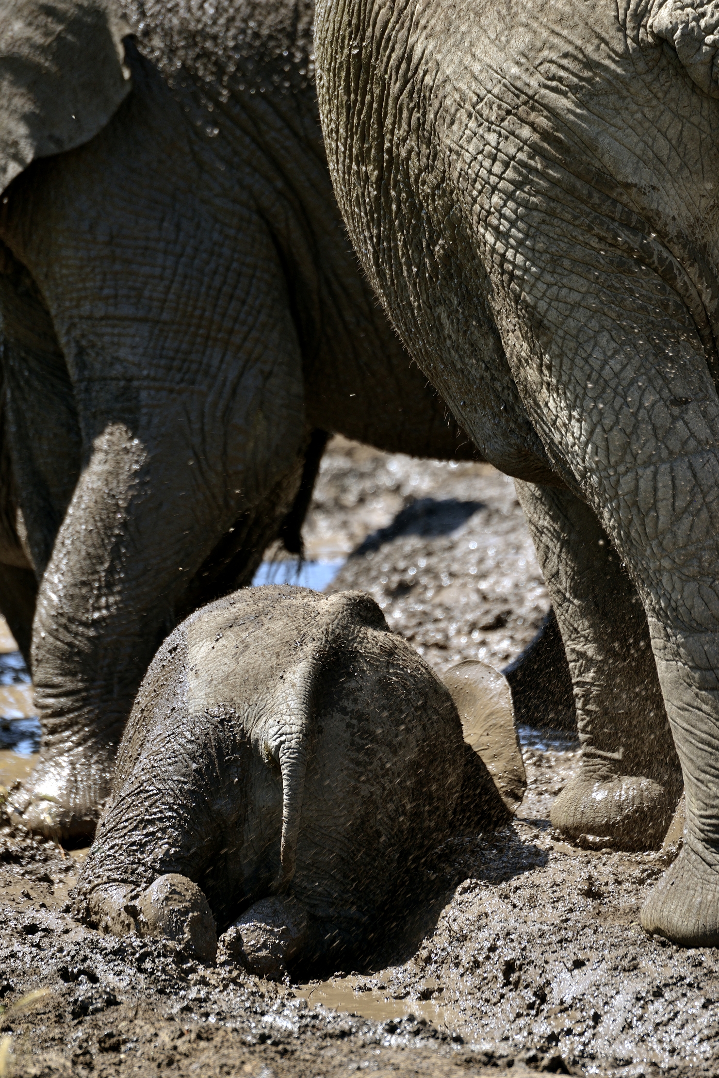 Serengeti - Elefanti