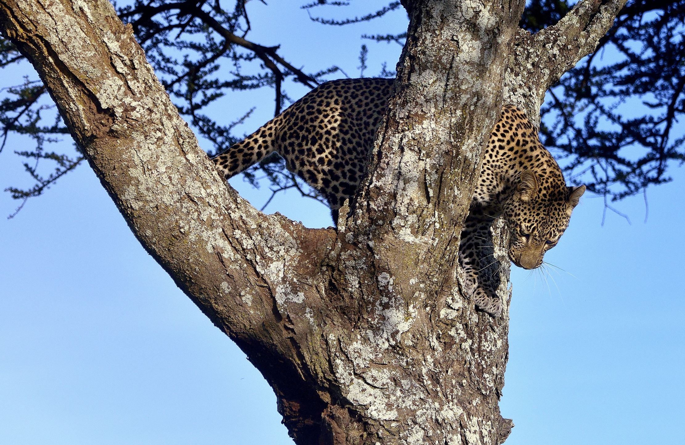 Serengeti - leopardo