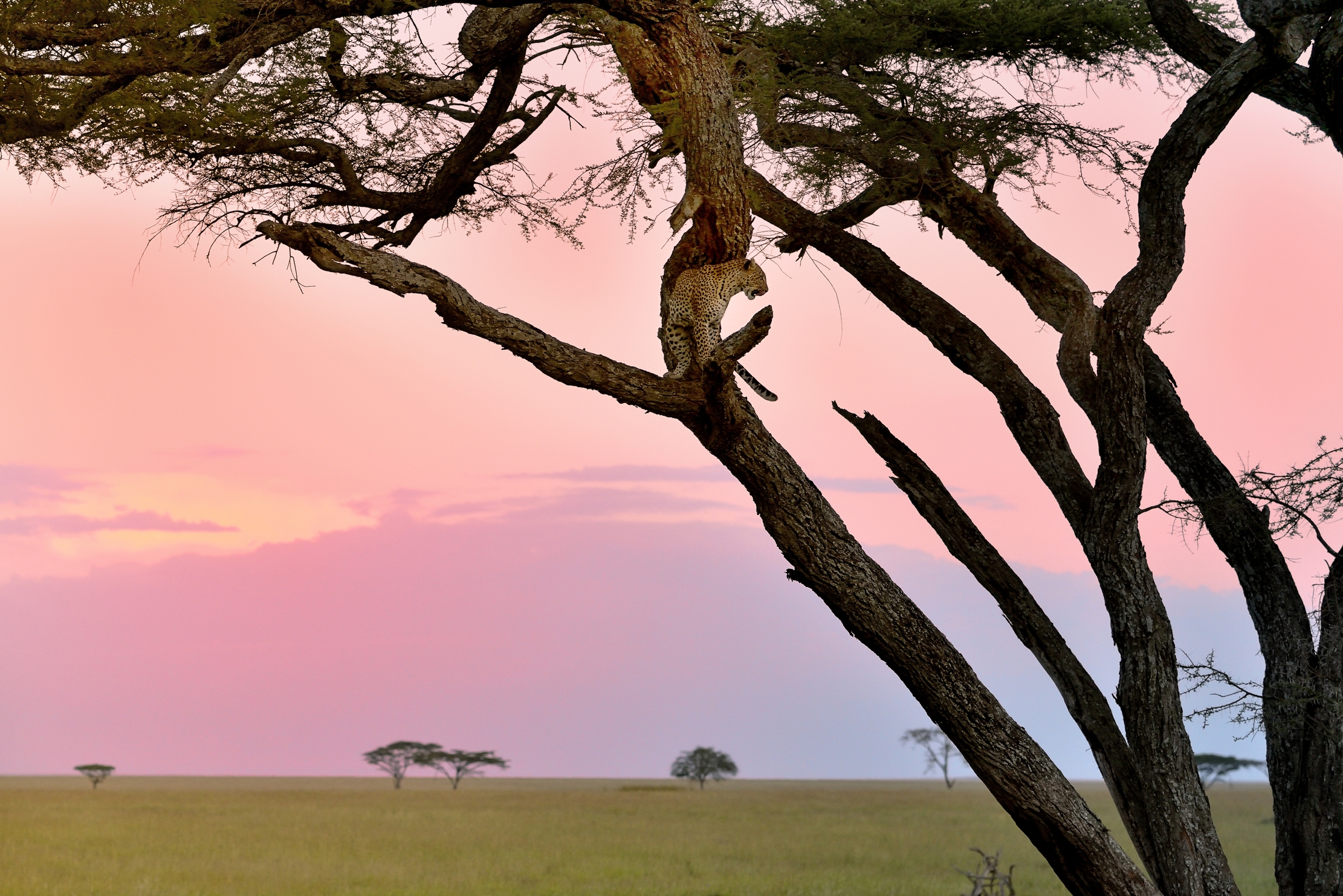 Serengeti - leopardo