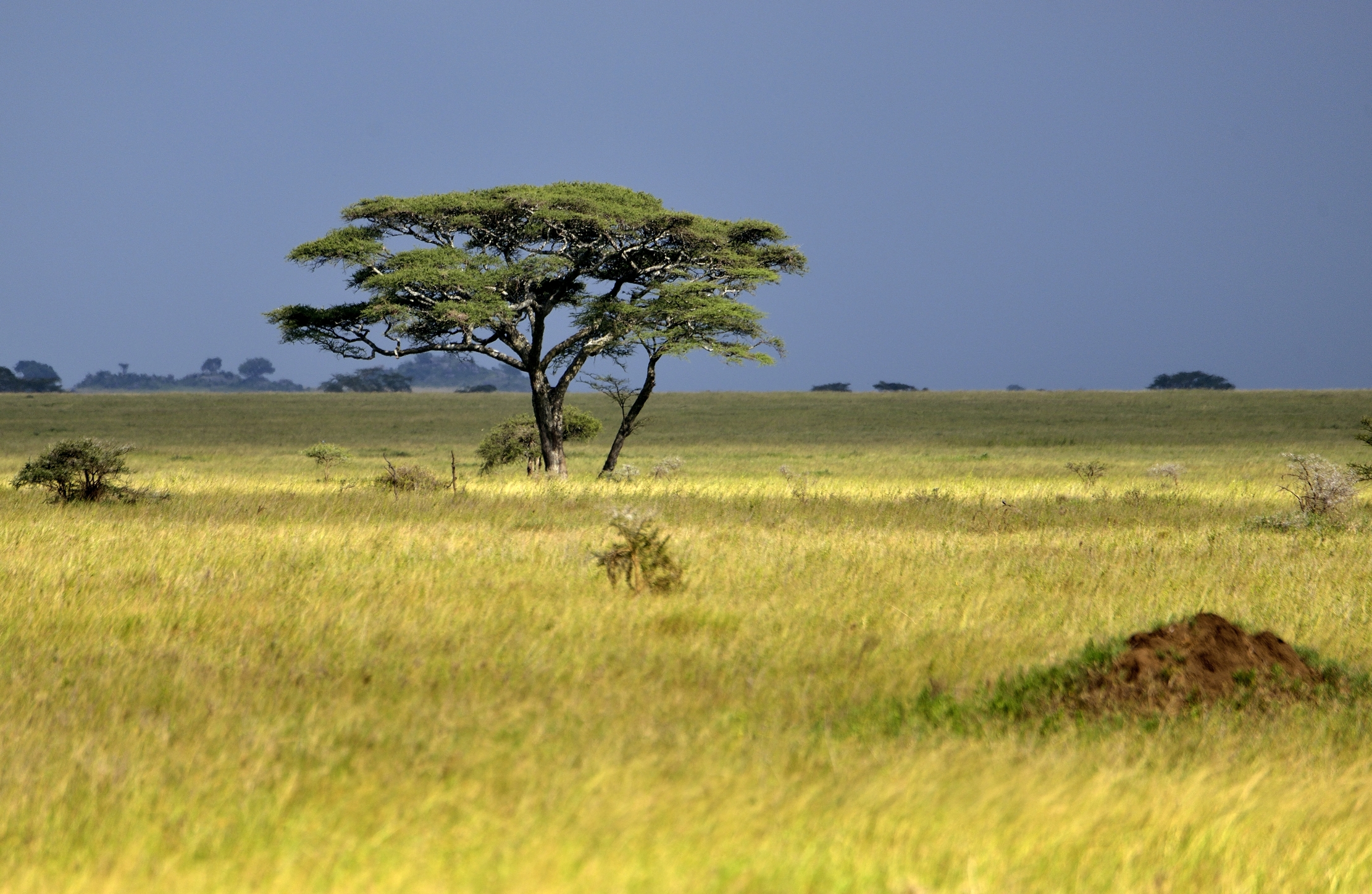 Serengeti - Paesaggio