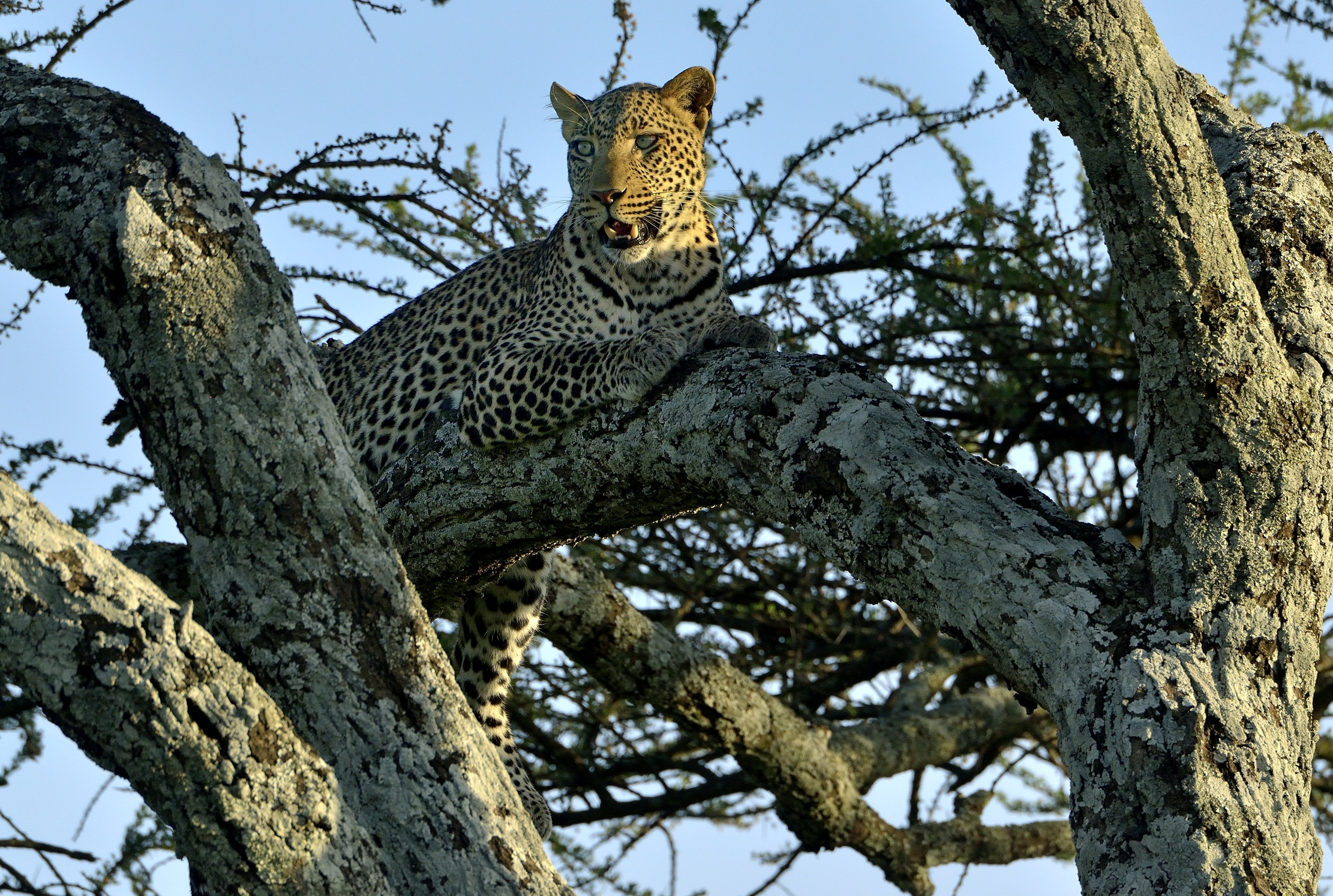 Serengeti - leopardo