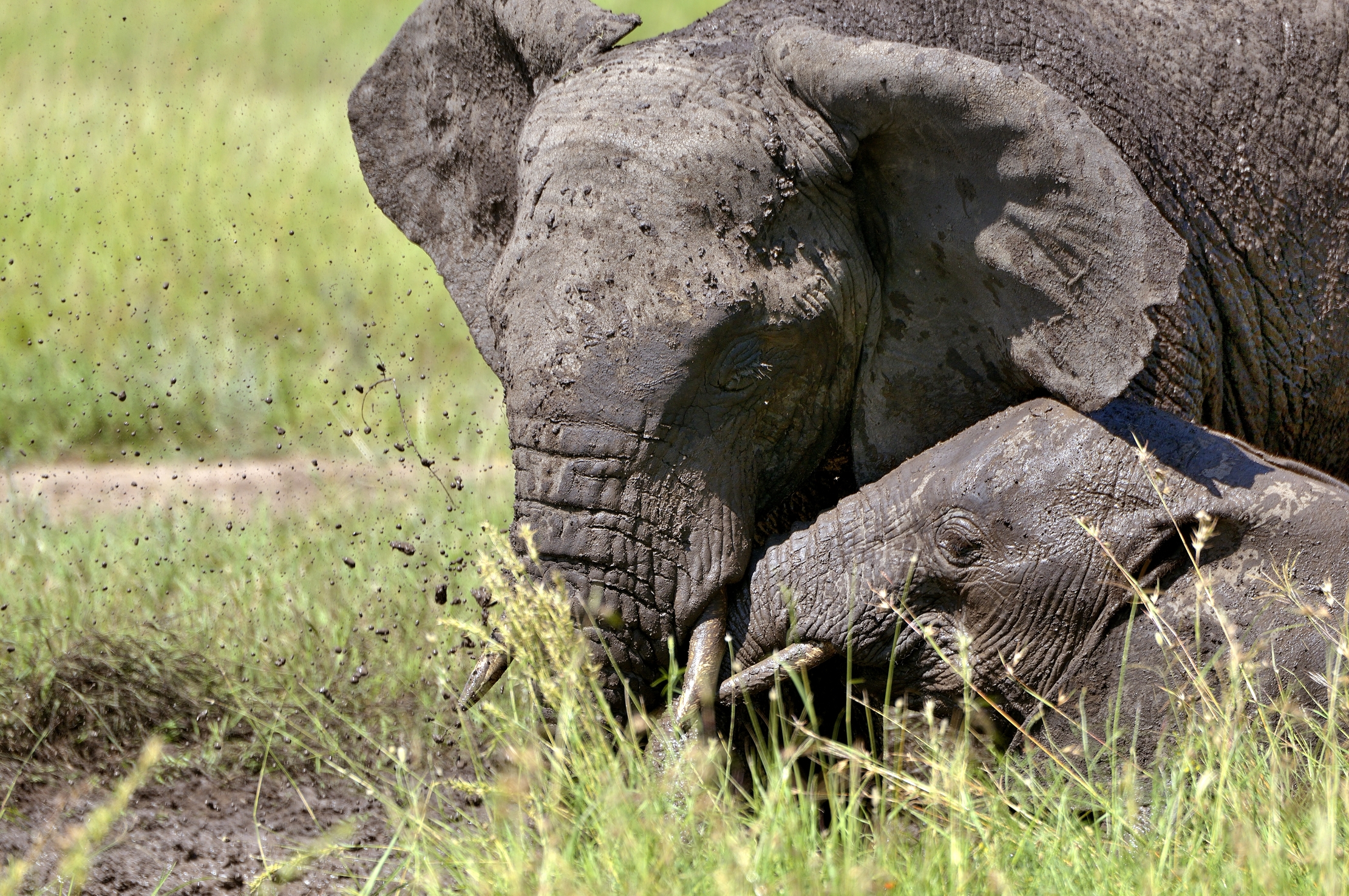 Serengeti - Elefanti