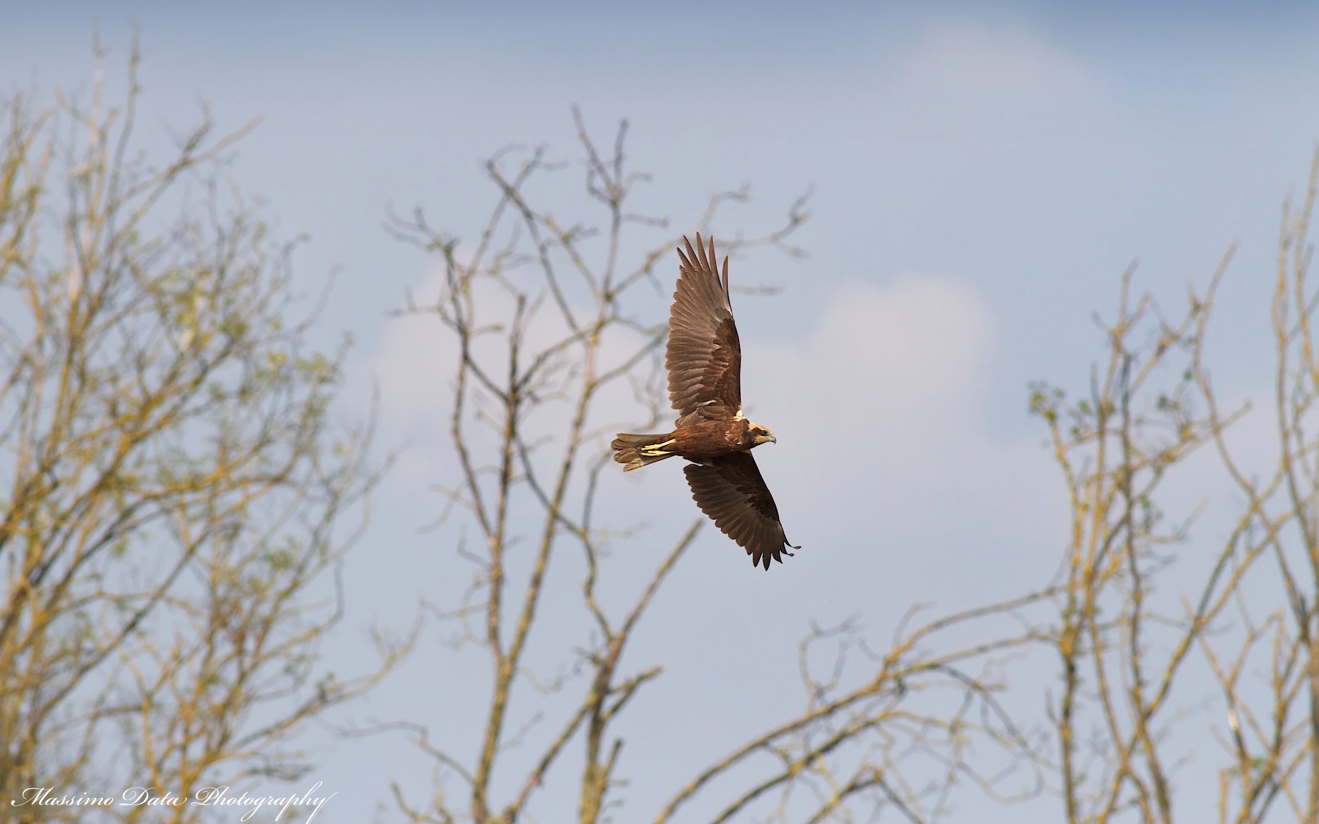 My first hawk with correction