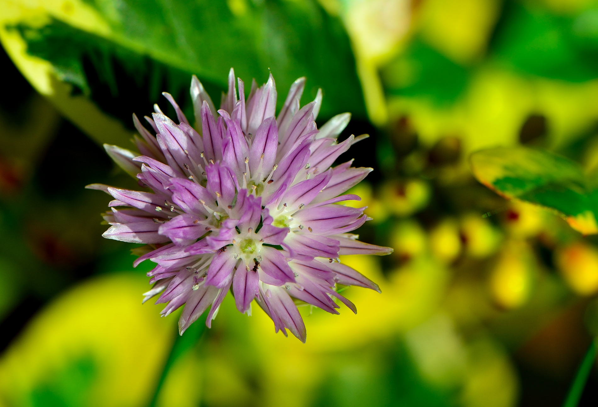 chive flower
