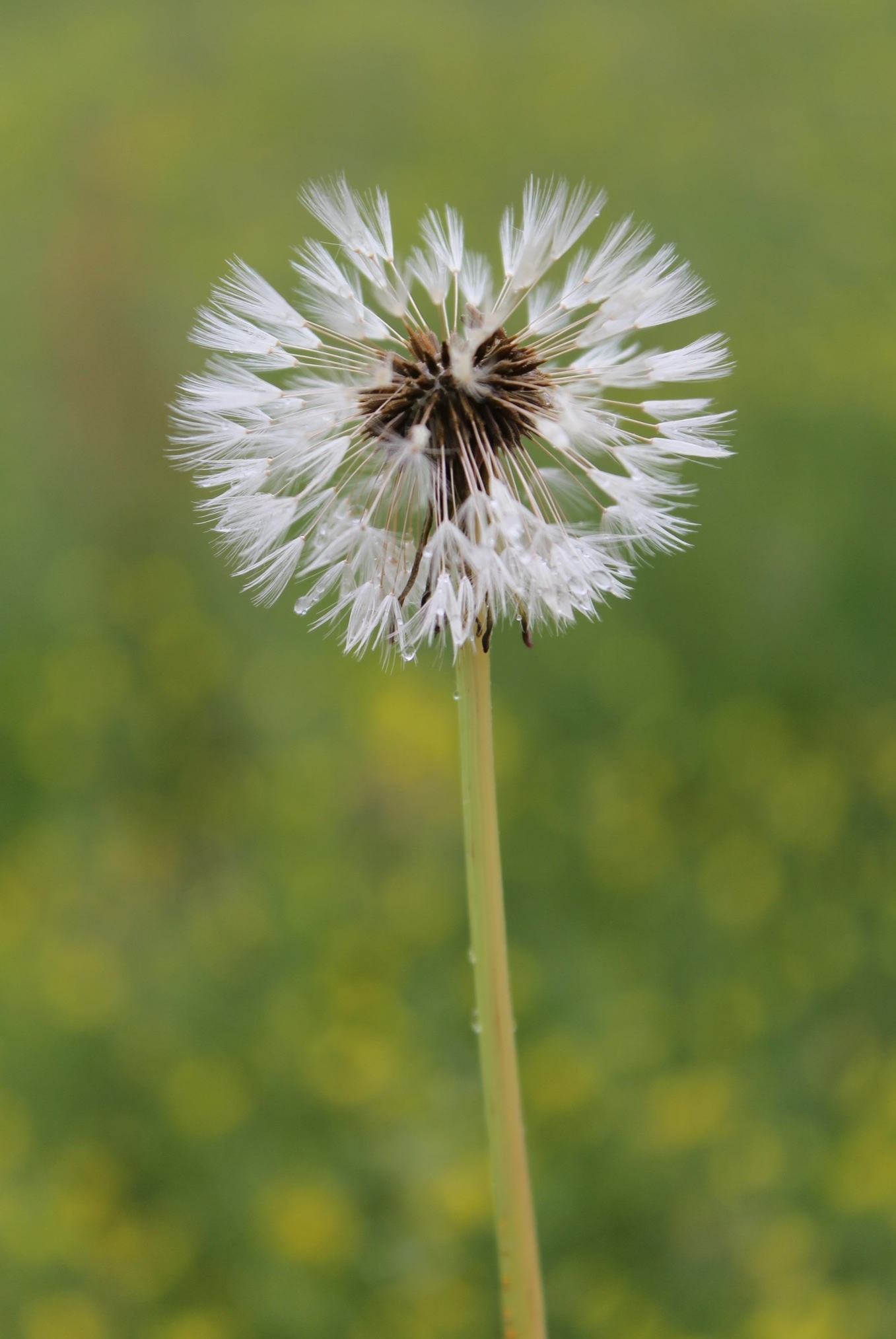 Dandelion
