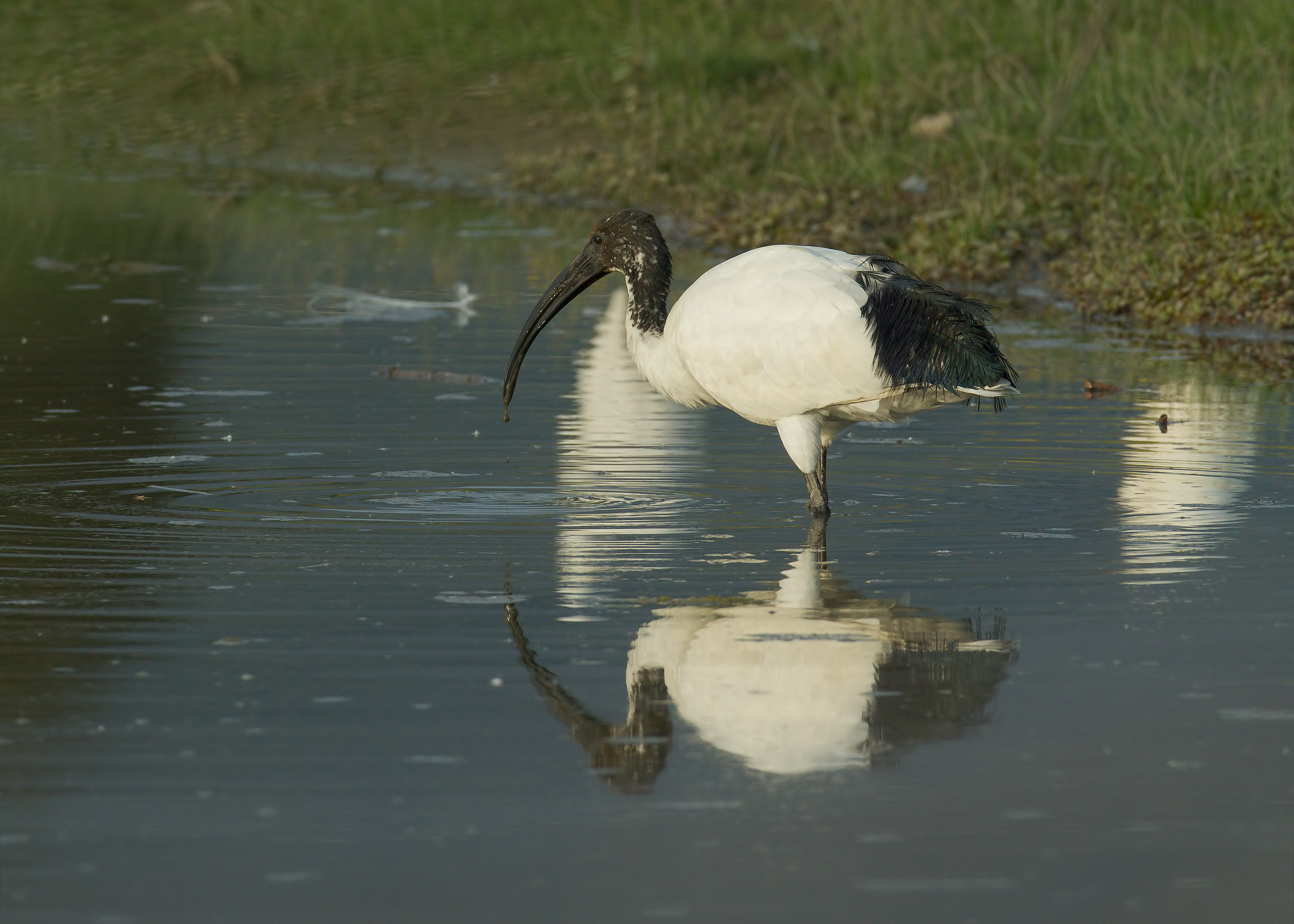 unexpected sacred ibis