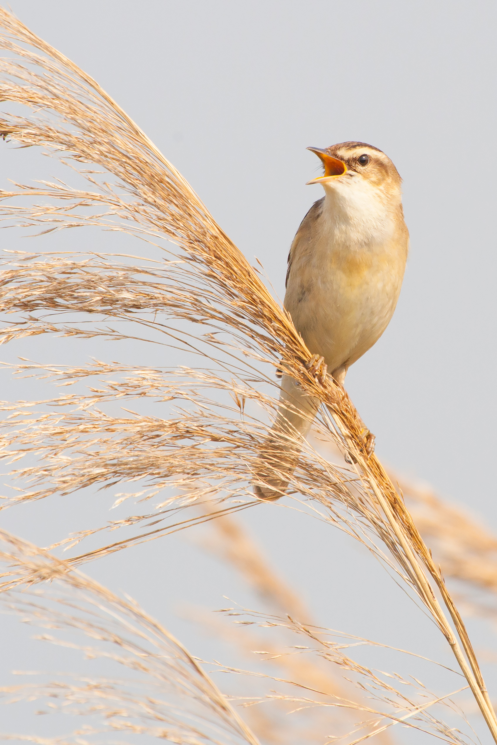 Whitethroat singing