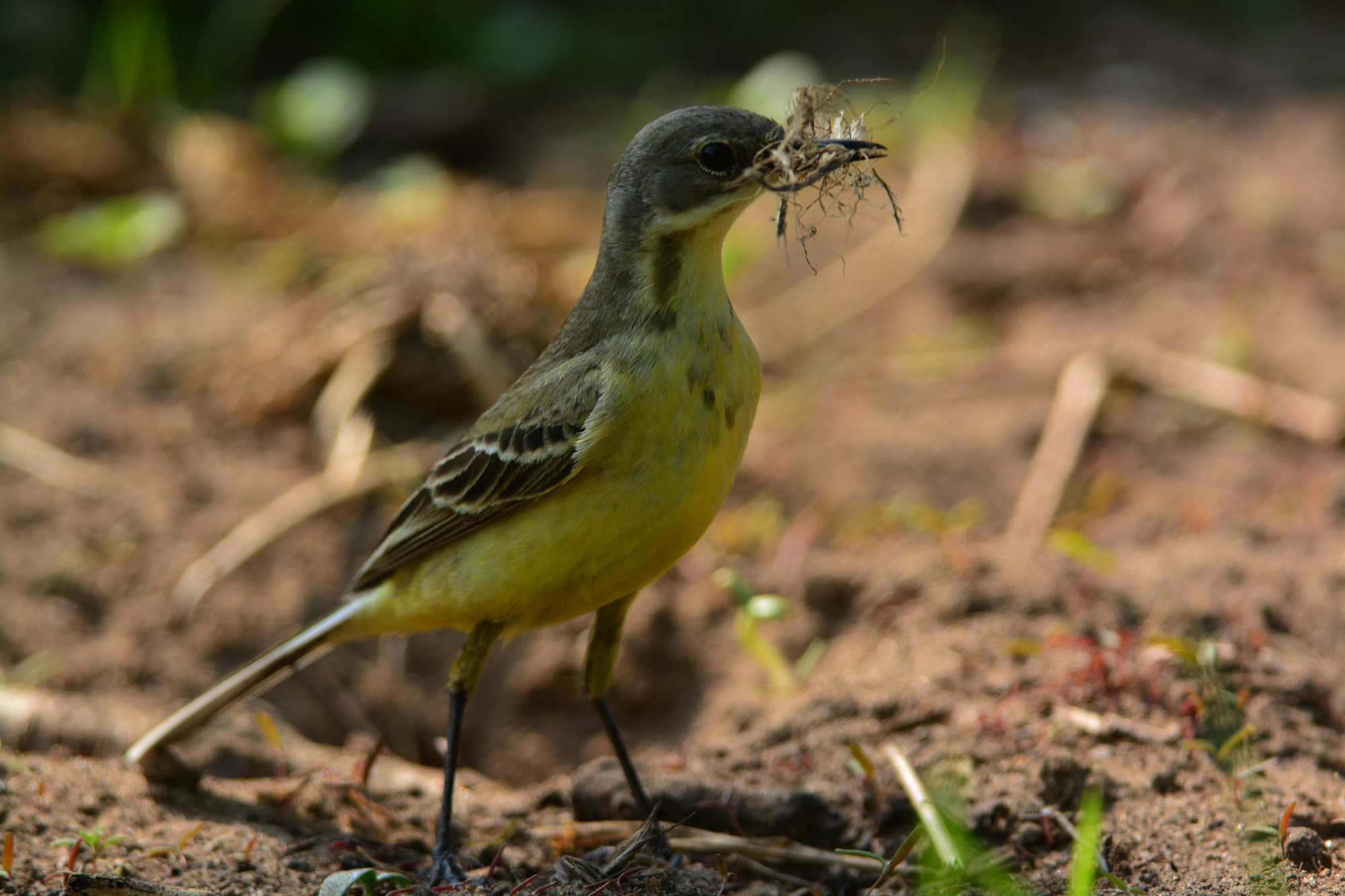 cutrettola femm. con materiale per il nido