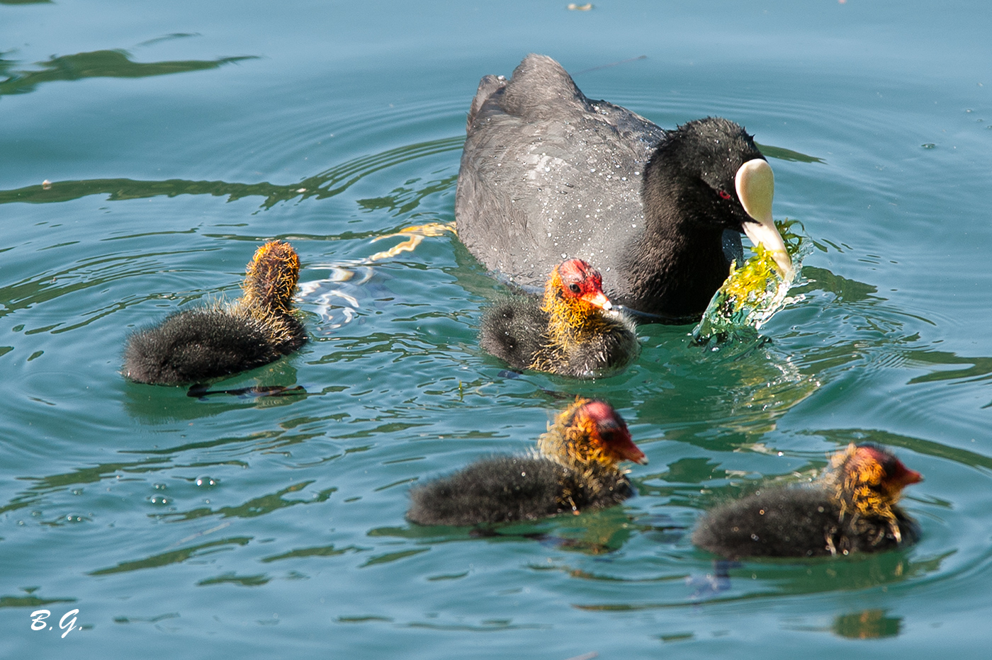 The familiars has expanded