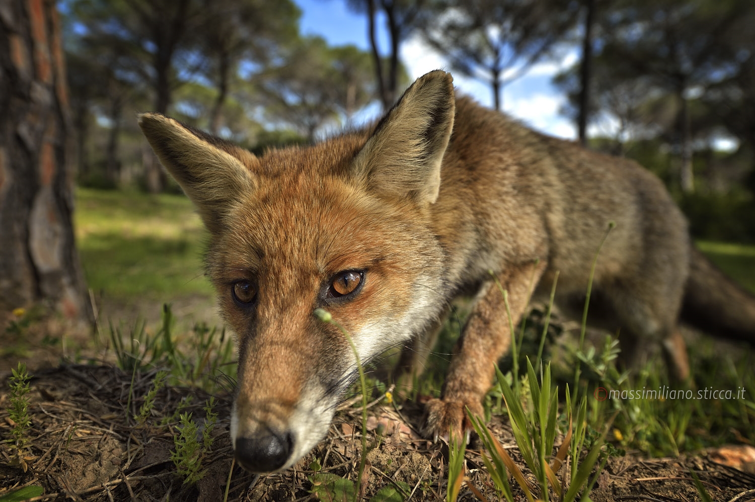 Red Fox - Vulpes vulpes