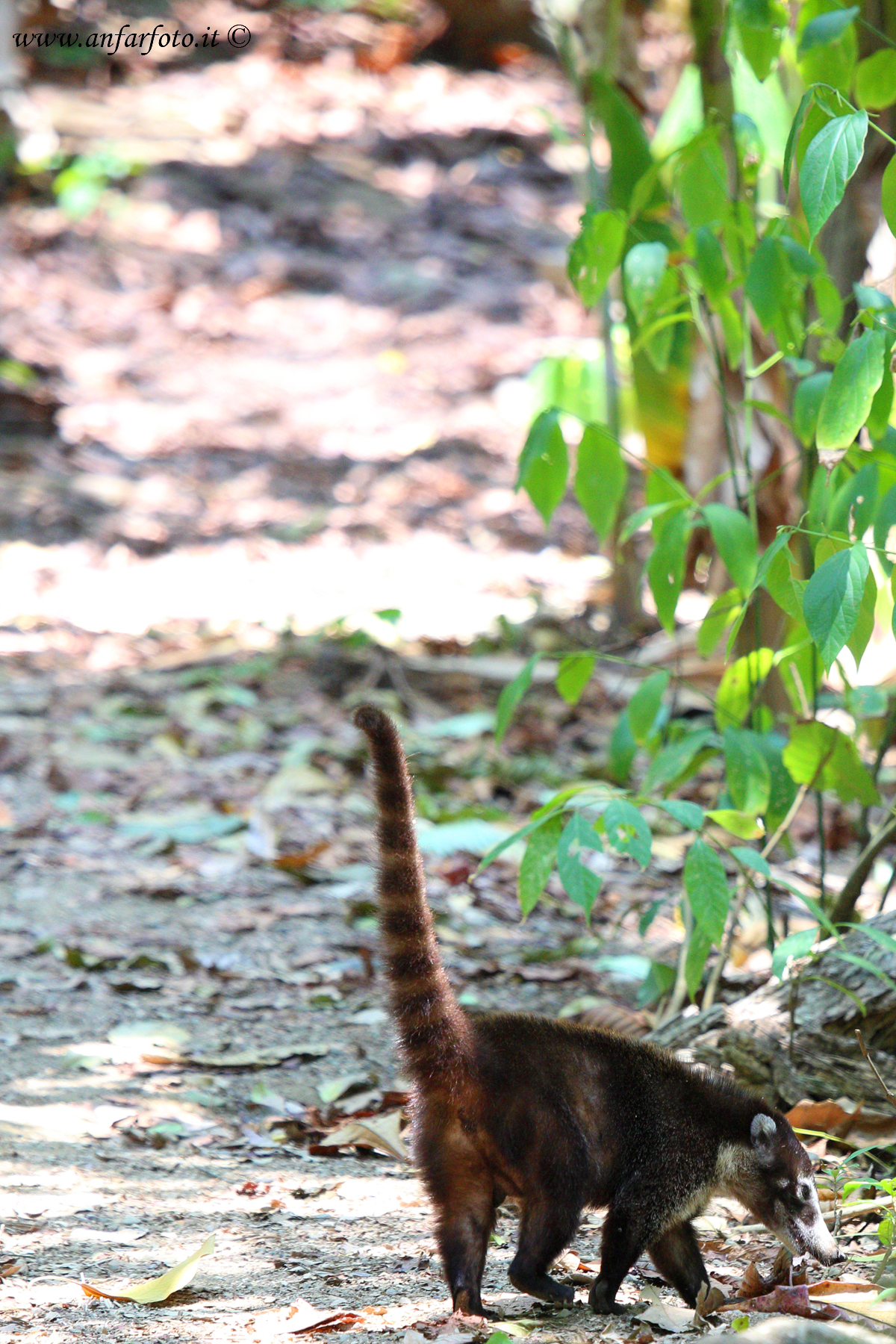 Pizotes White-nosed coati