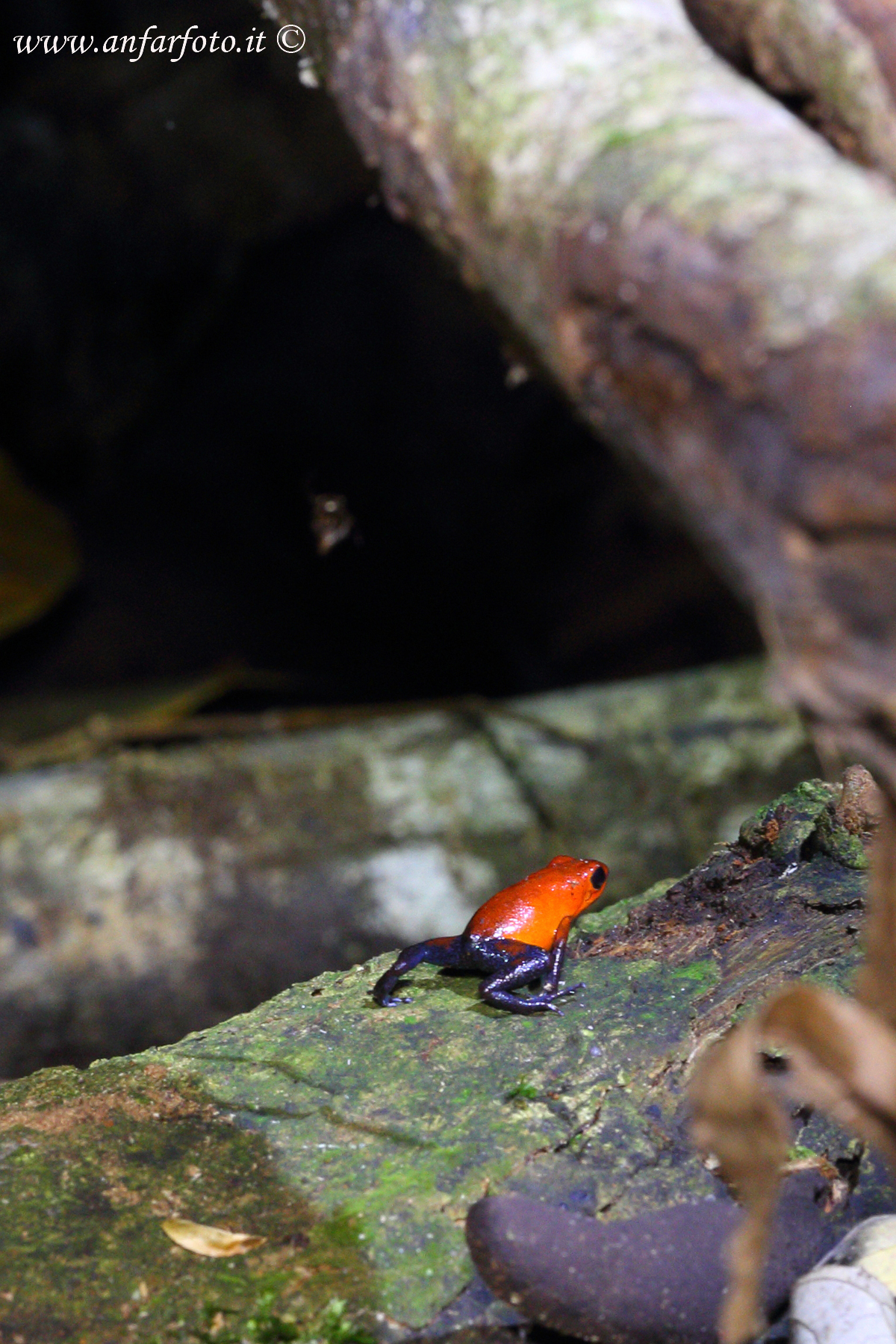 Dendrobates pumilio