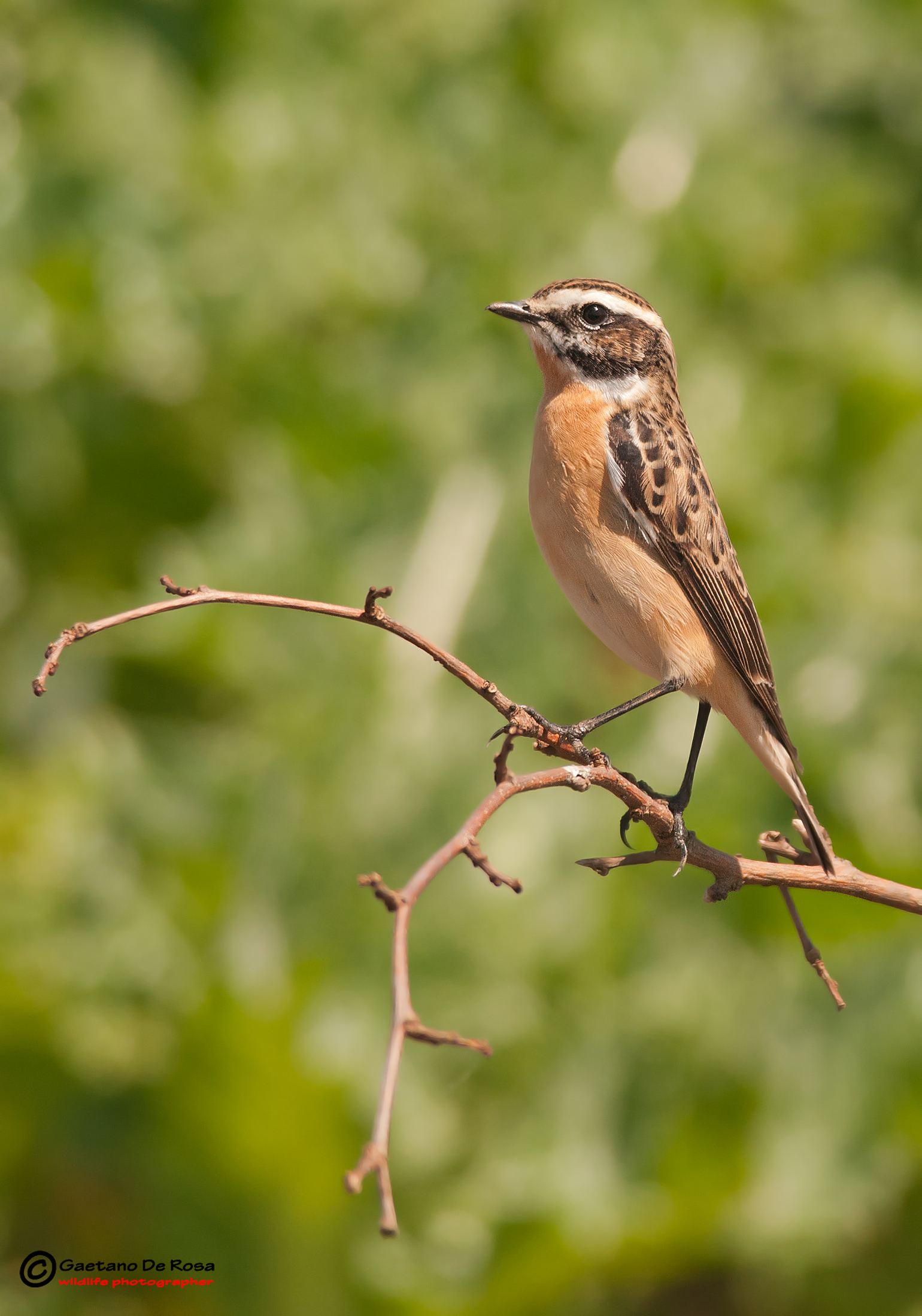 Whinchat