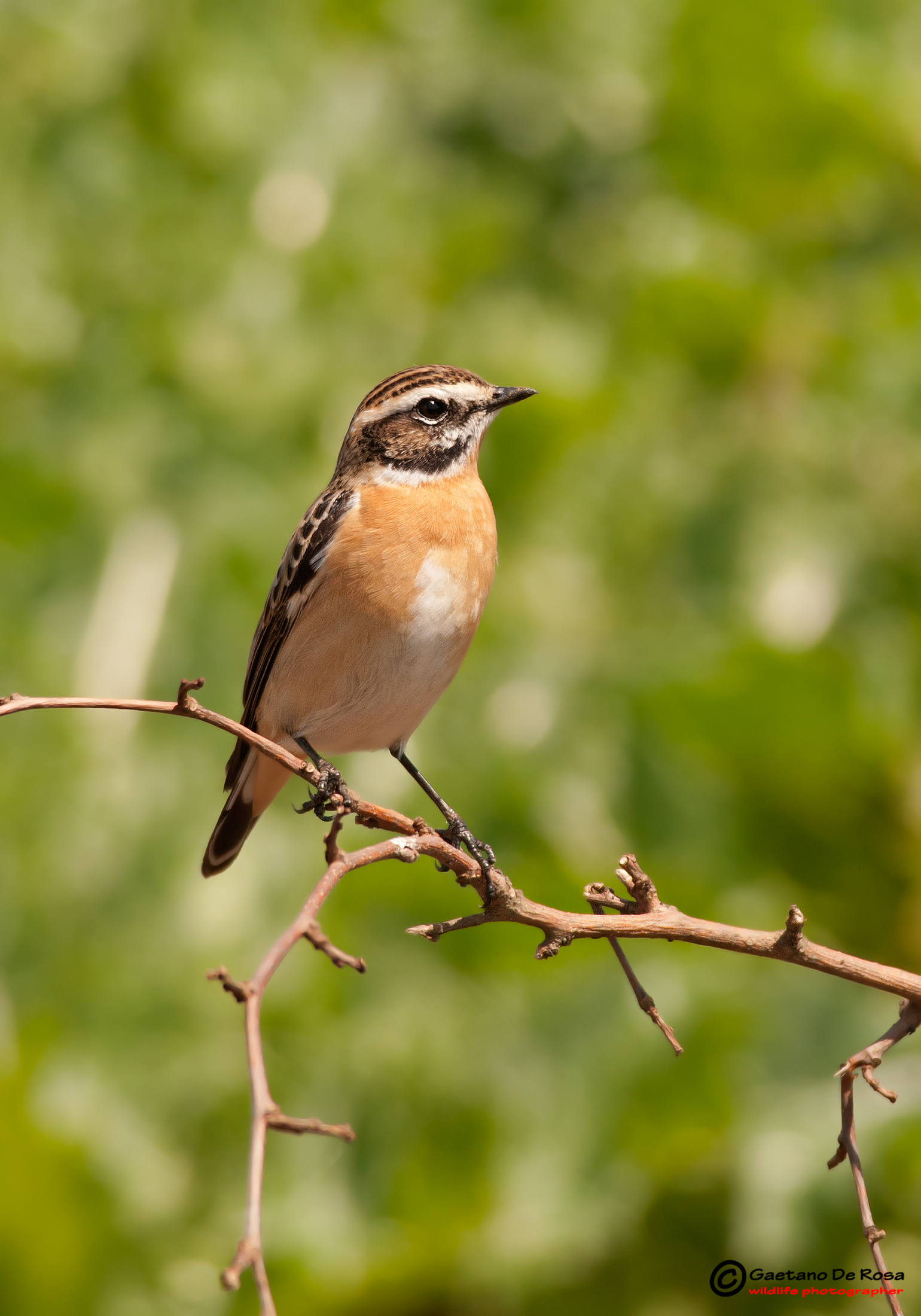 Whinchat