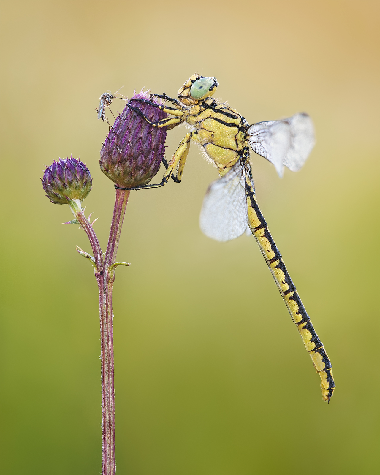 Yellow-legged Dragonfly