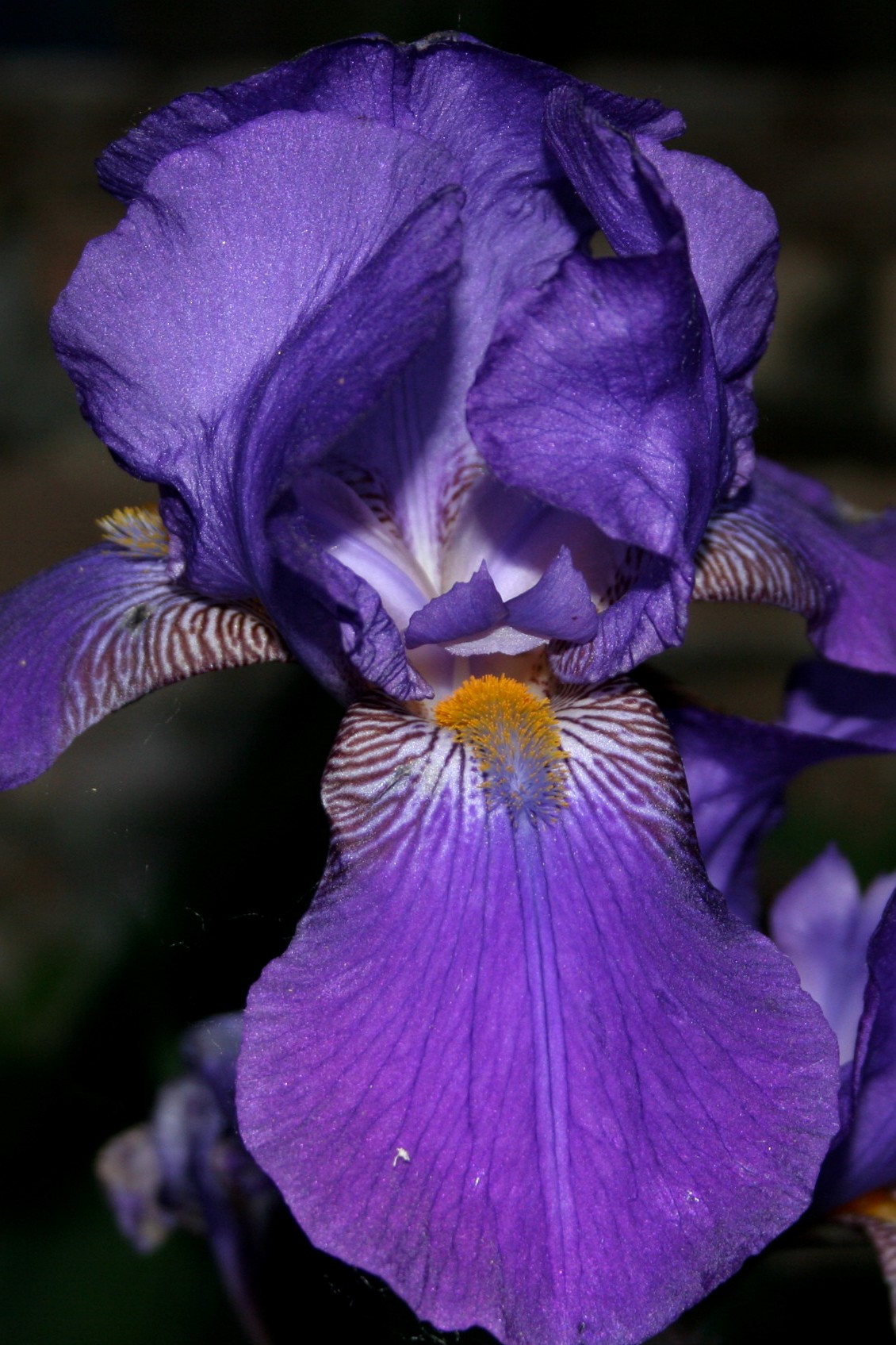 iris