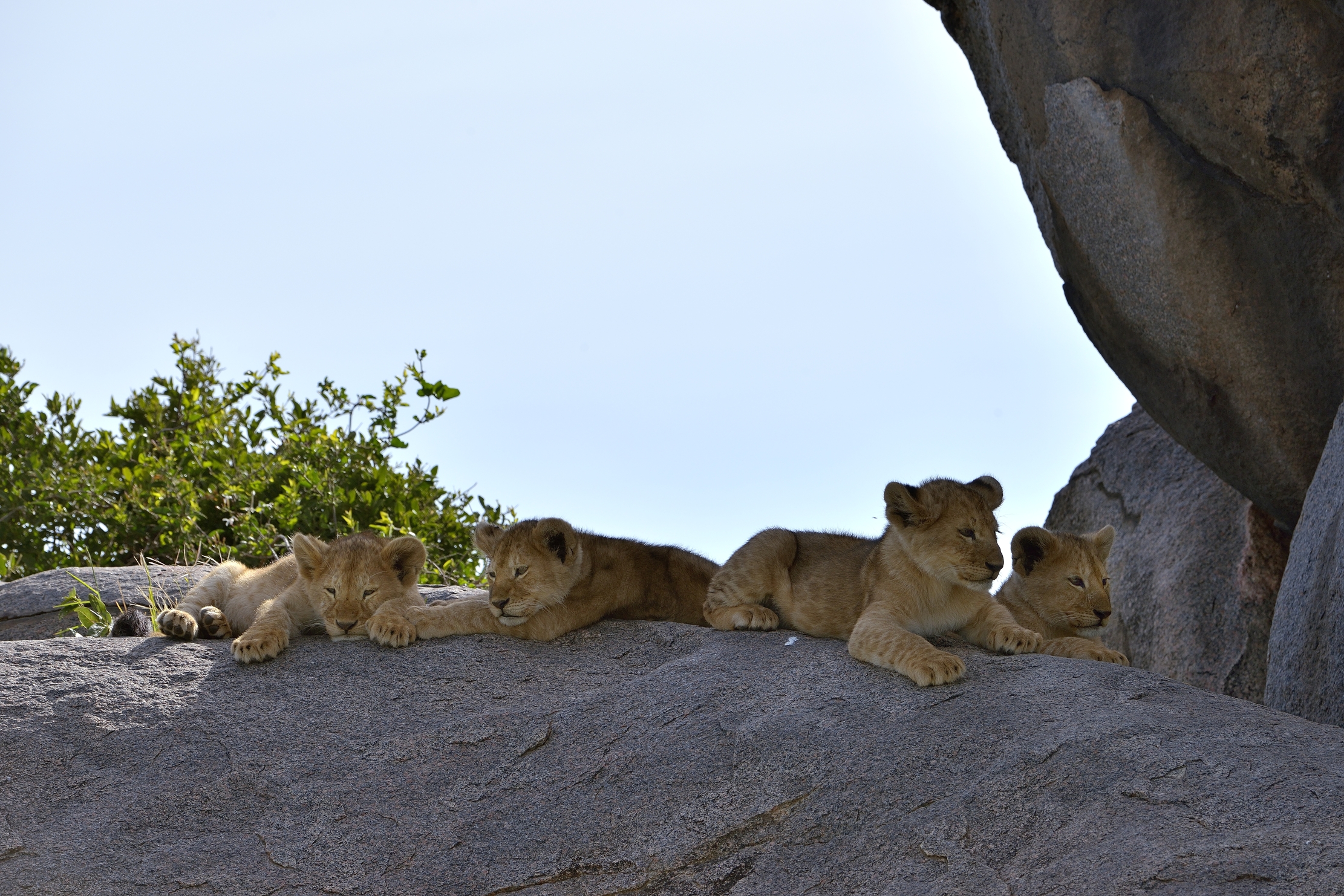 Serengeti - cuccioli di leone