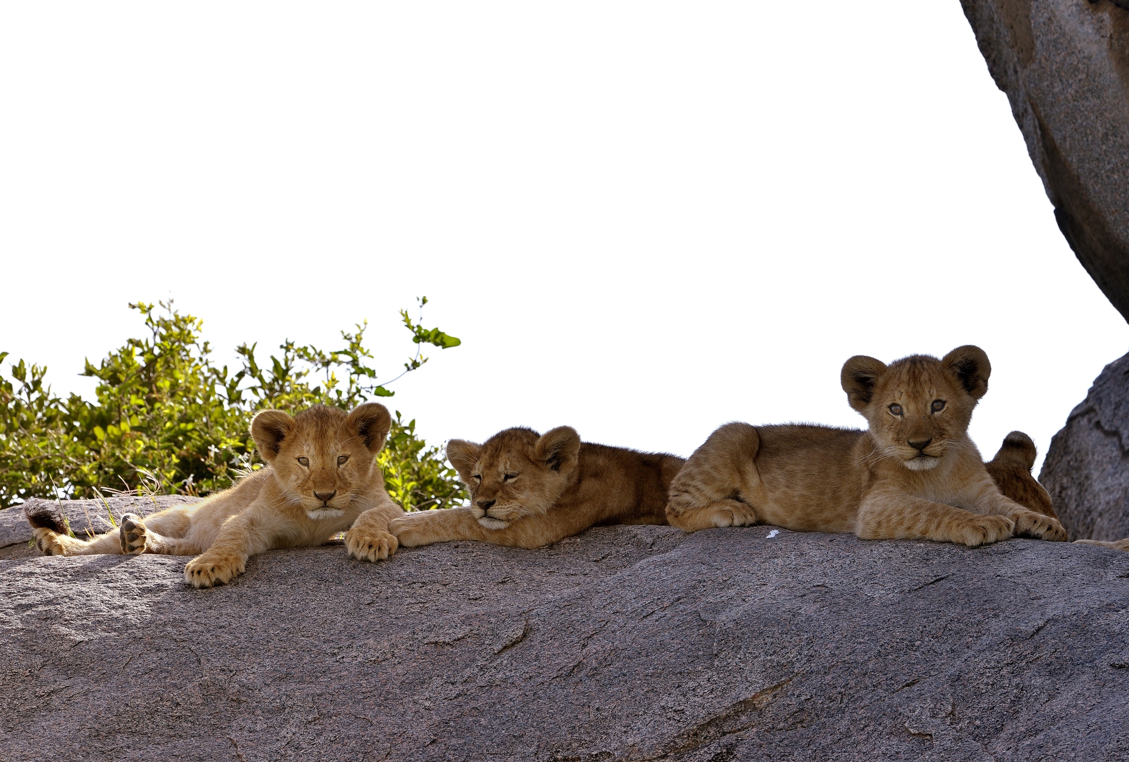 Serengeti - cuccioli di leone