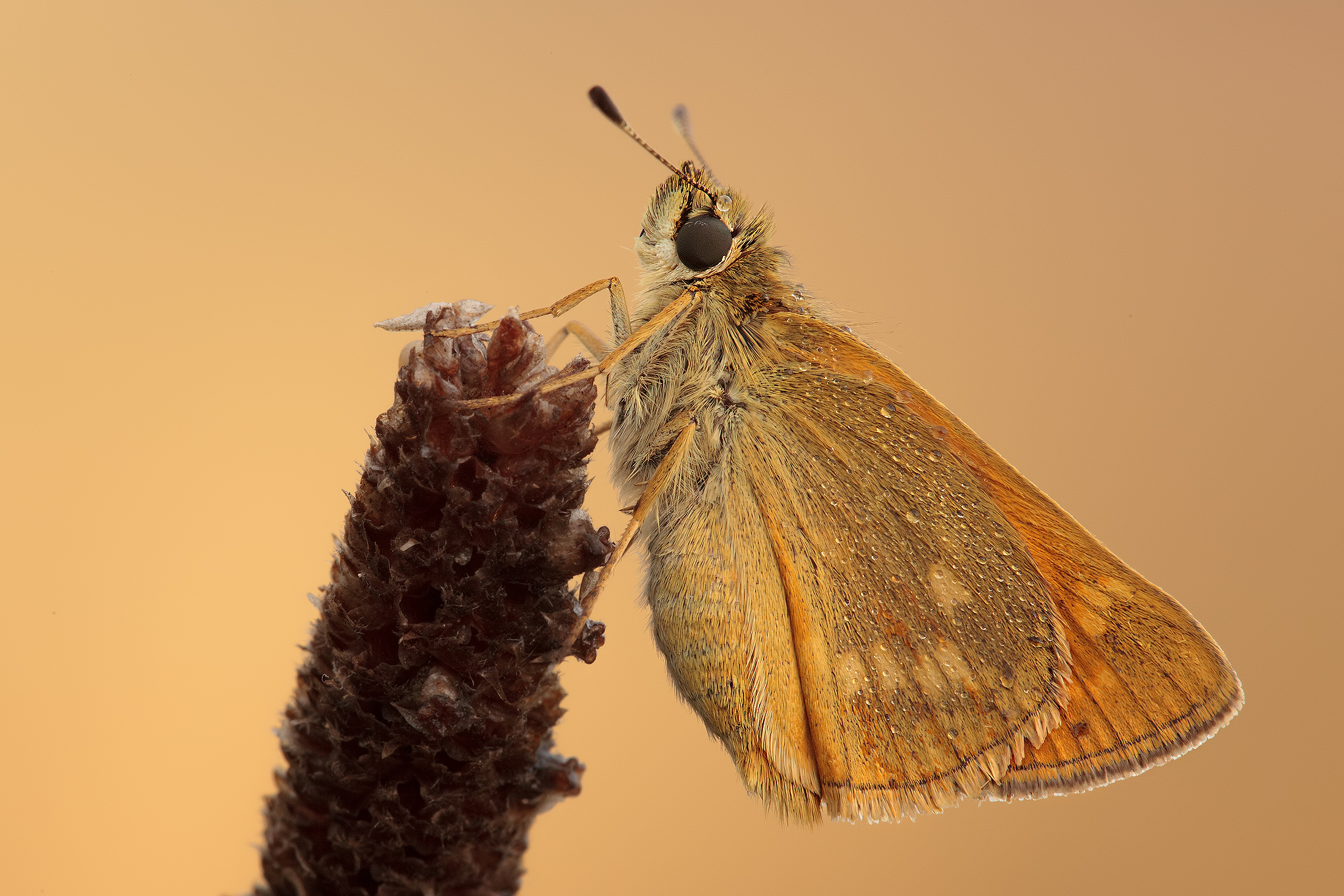 Ochlodes sylvanus (venatus)