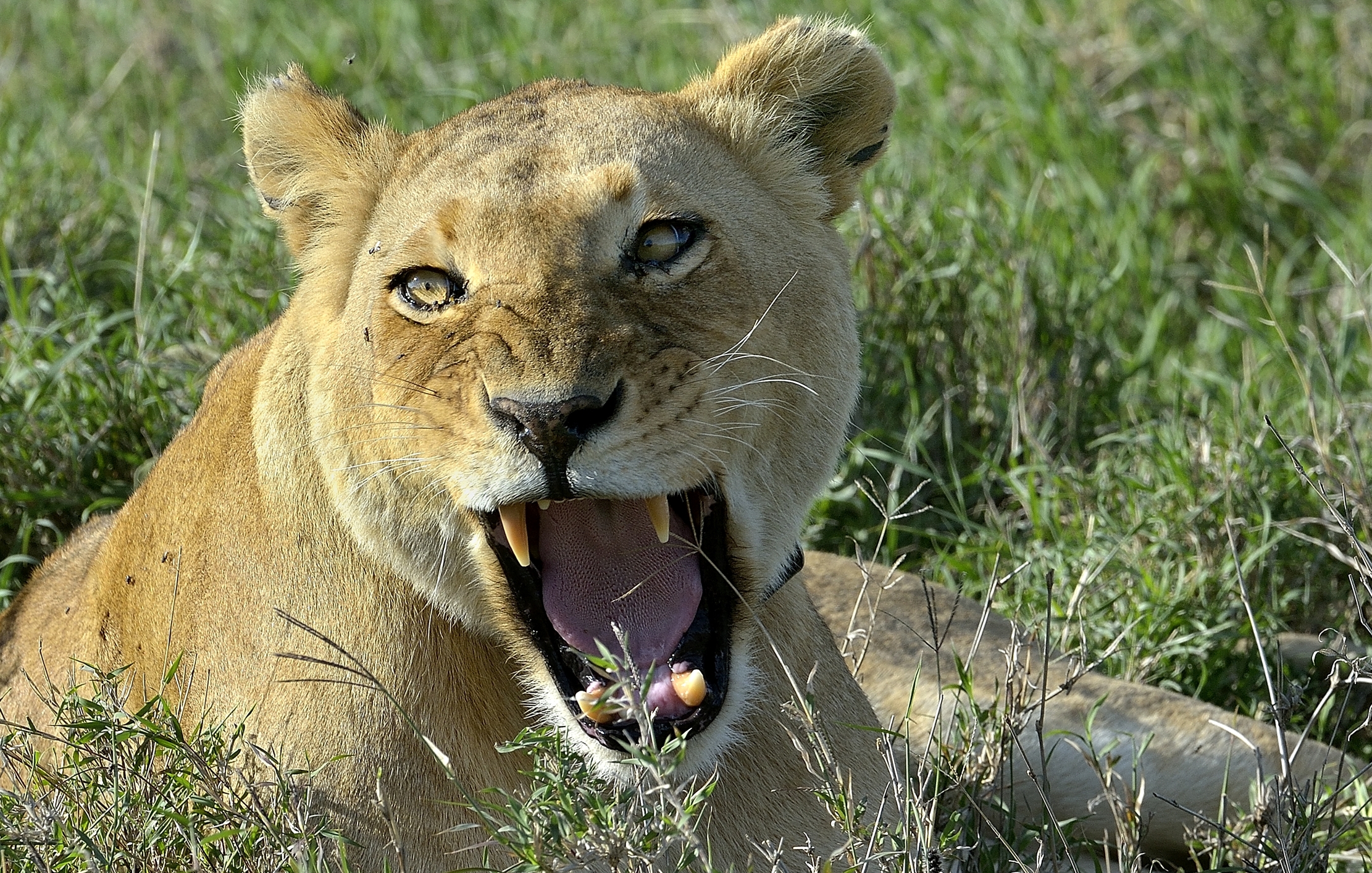 Serengeti - leonessa