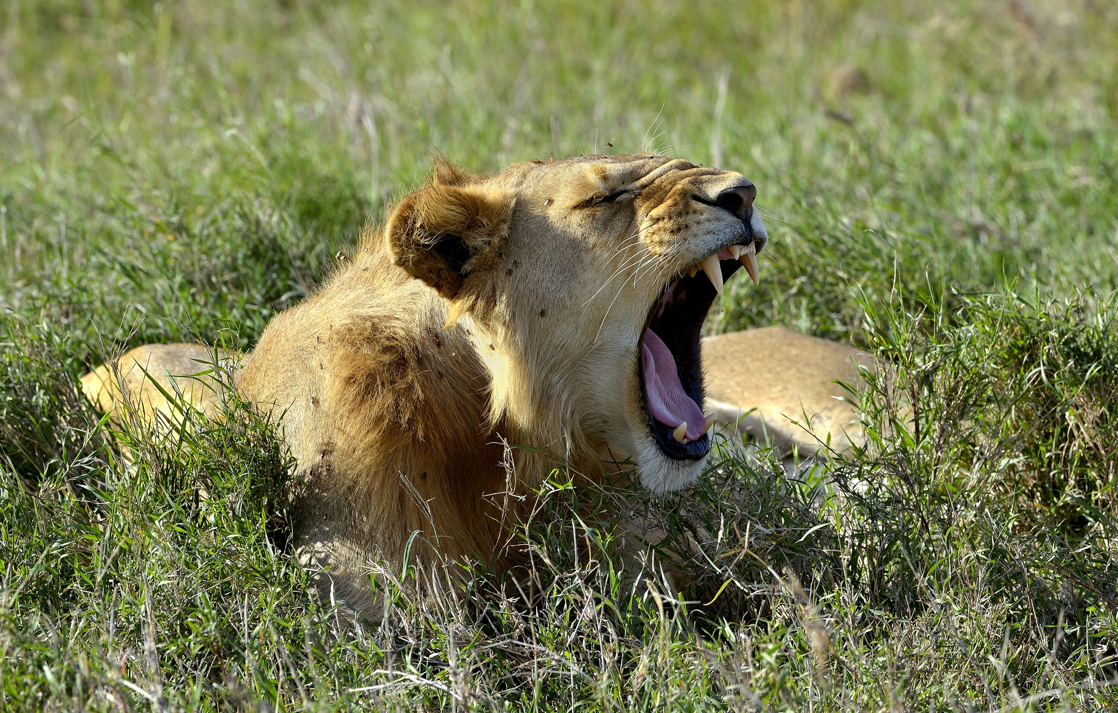 Serengeti - giovane leone