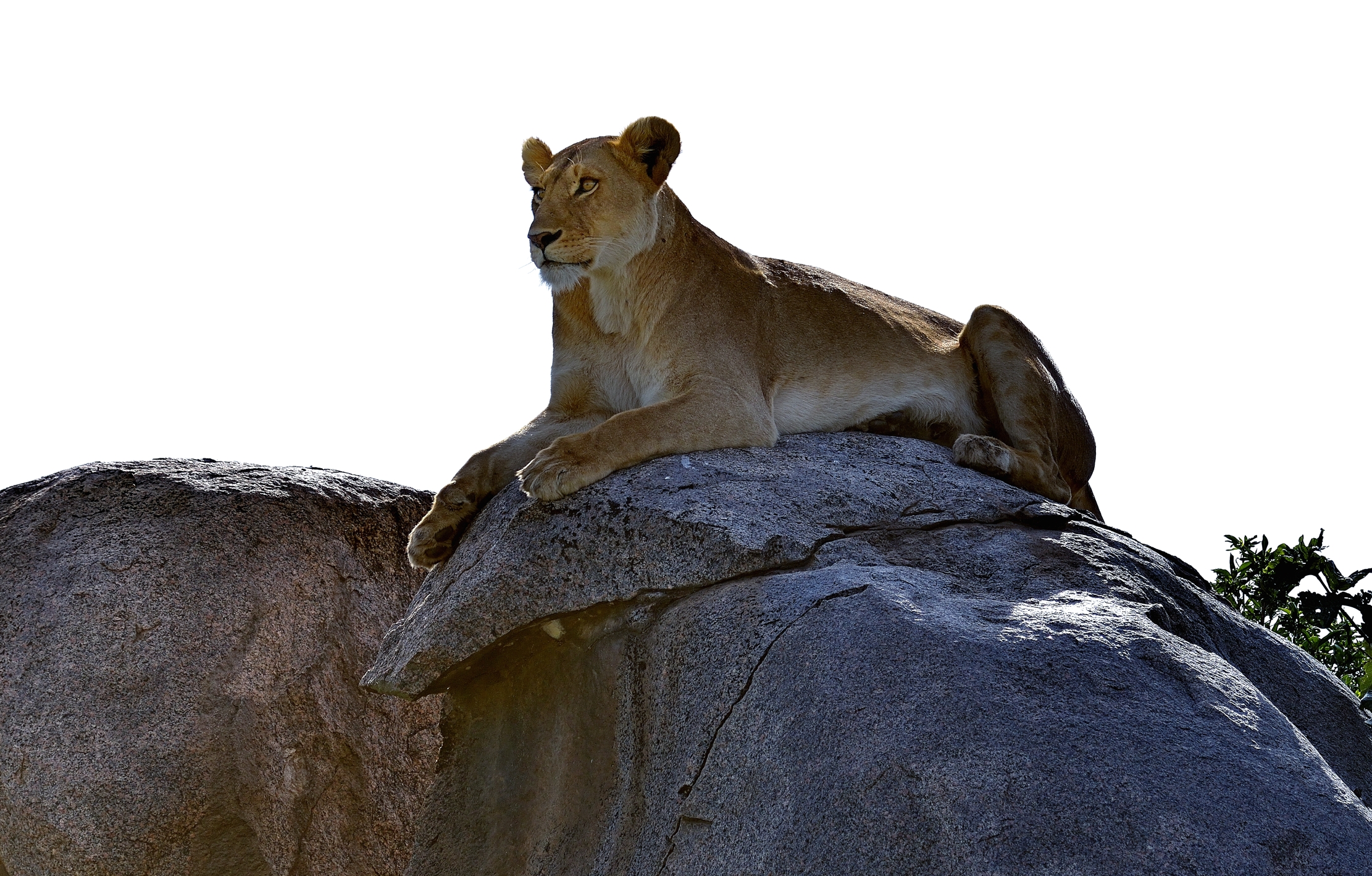 Serengeti - leonessa