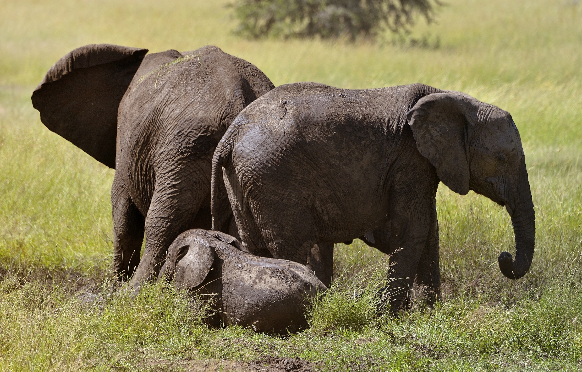 Serengeti - Elefanti