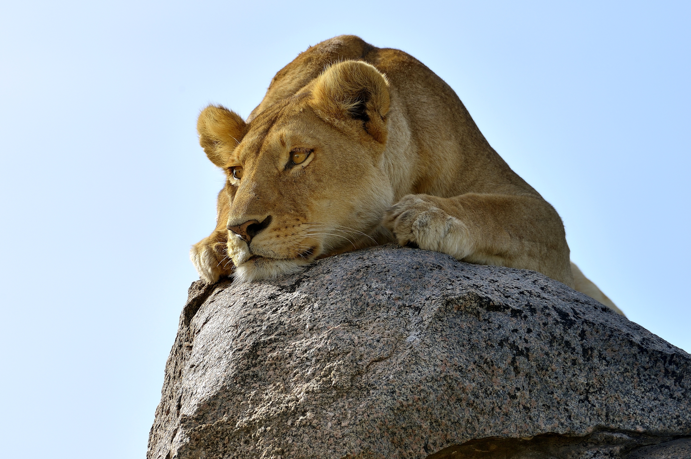 Serengeti - leonessa