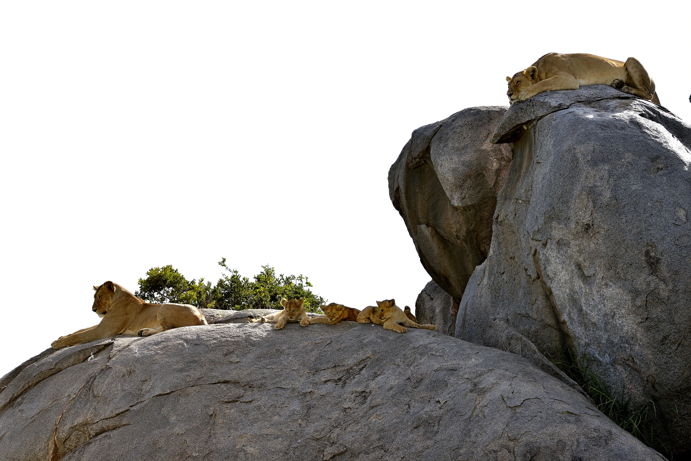 Serengeti - Leonesse con cuccioli