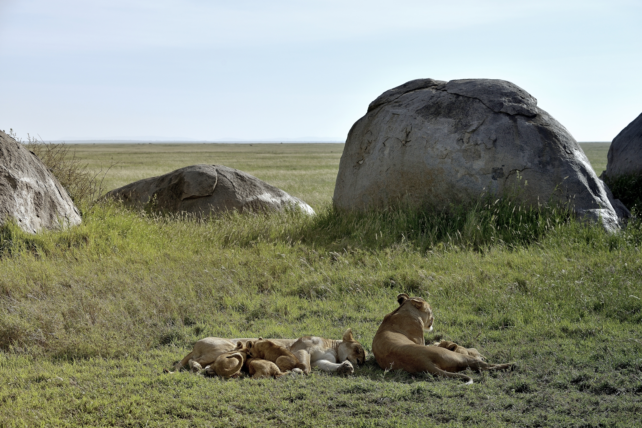 Serengeti - Leonessa con cuccioli