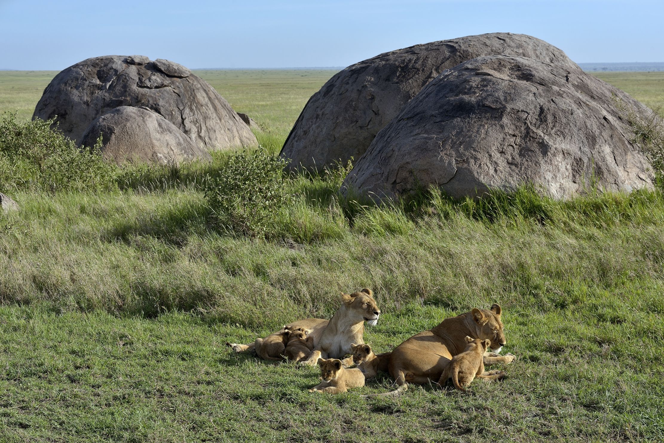 Serengeti - Leonessa con cuccioli