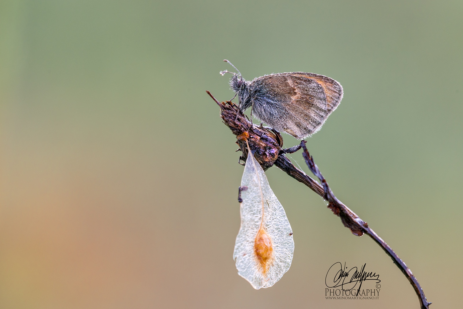 Coenonympha