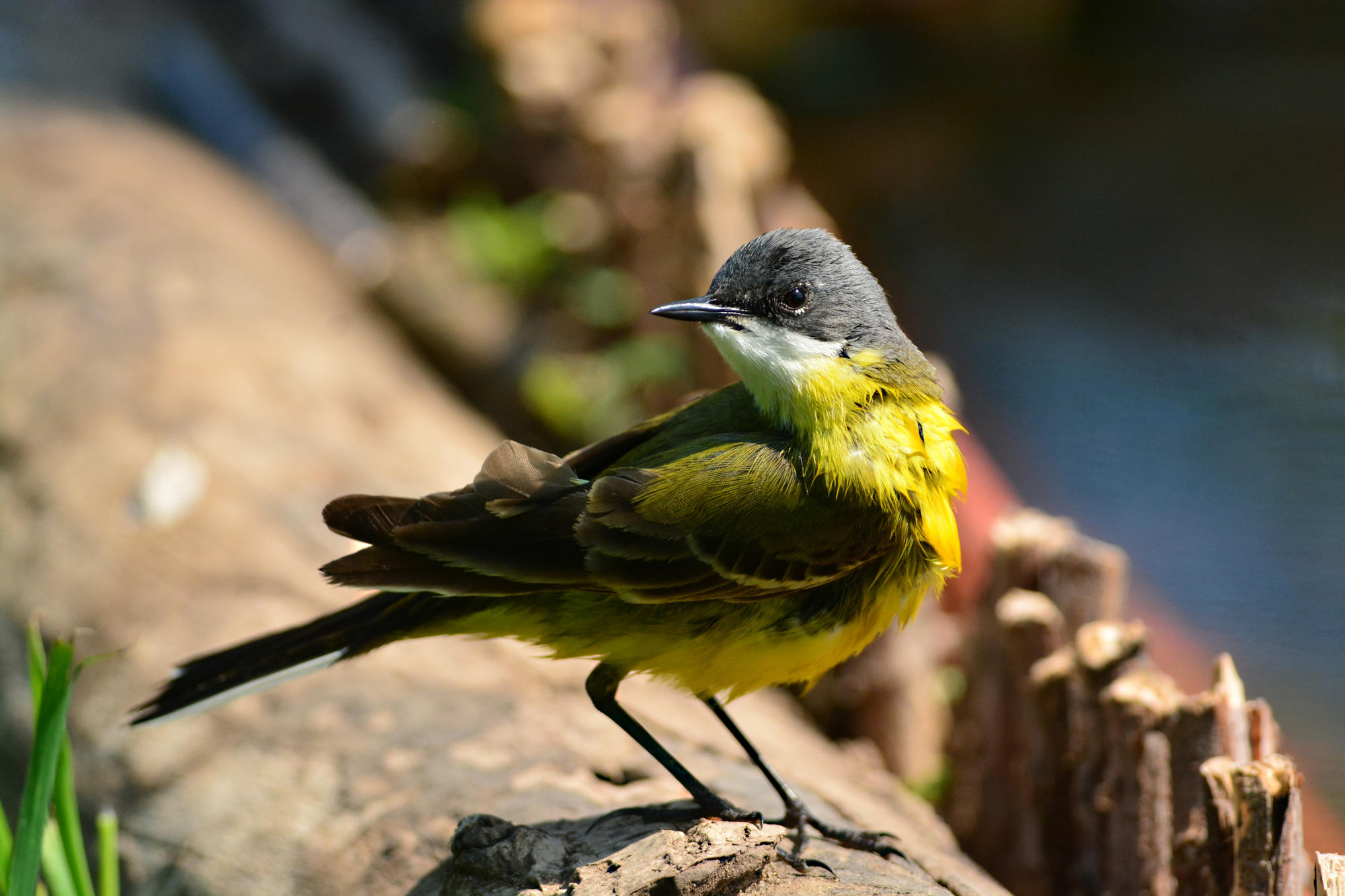 cutrettola maschio post  rinfresco