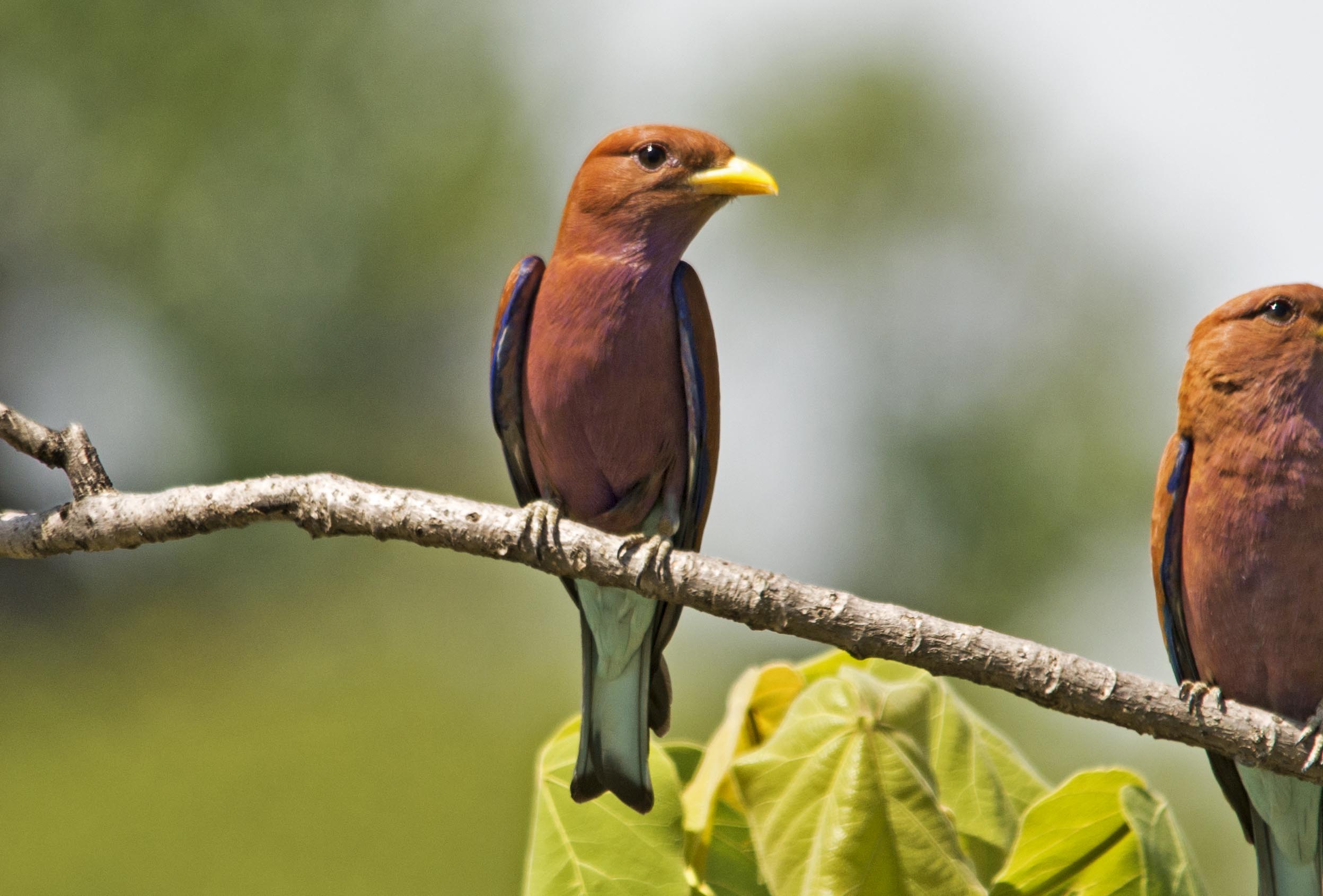 Eurystomus glaucurus