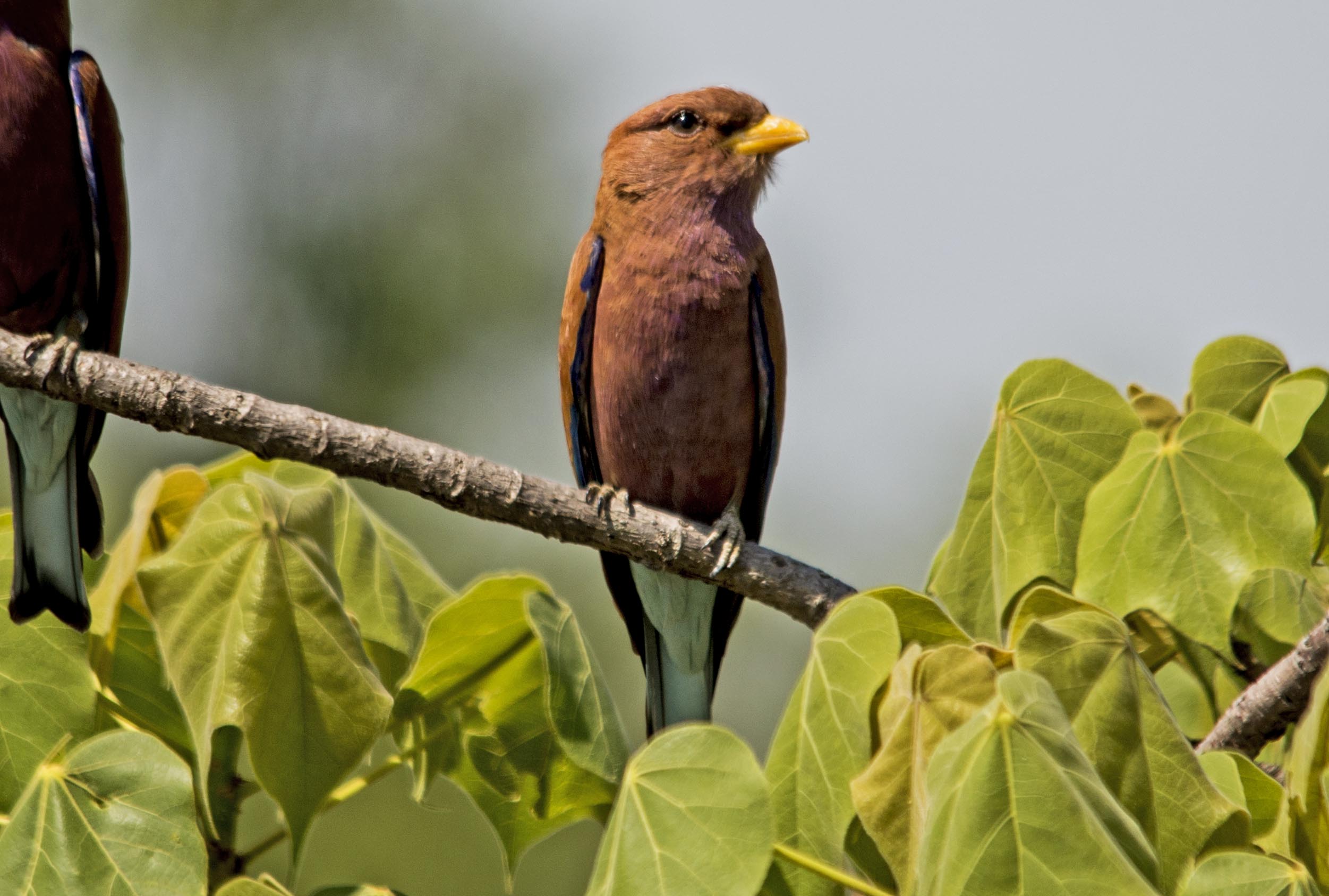 Eurystomus glaucurus