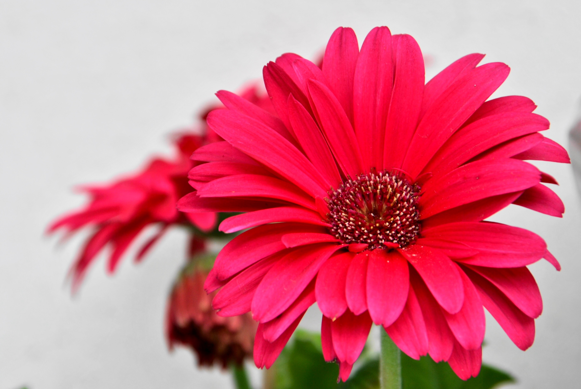 gerbera